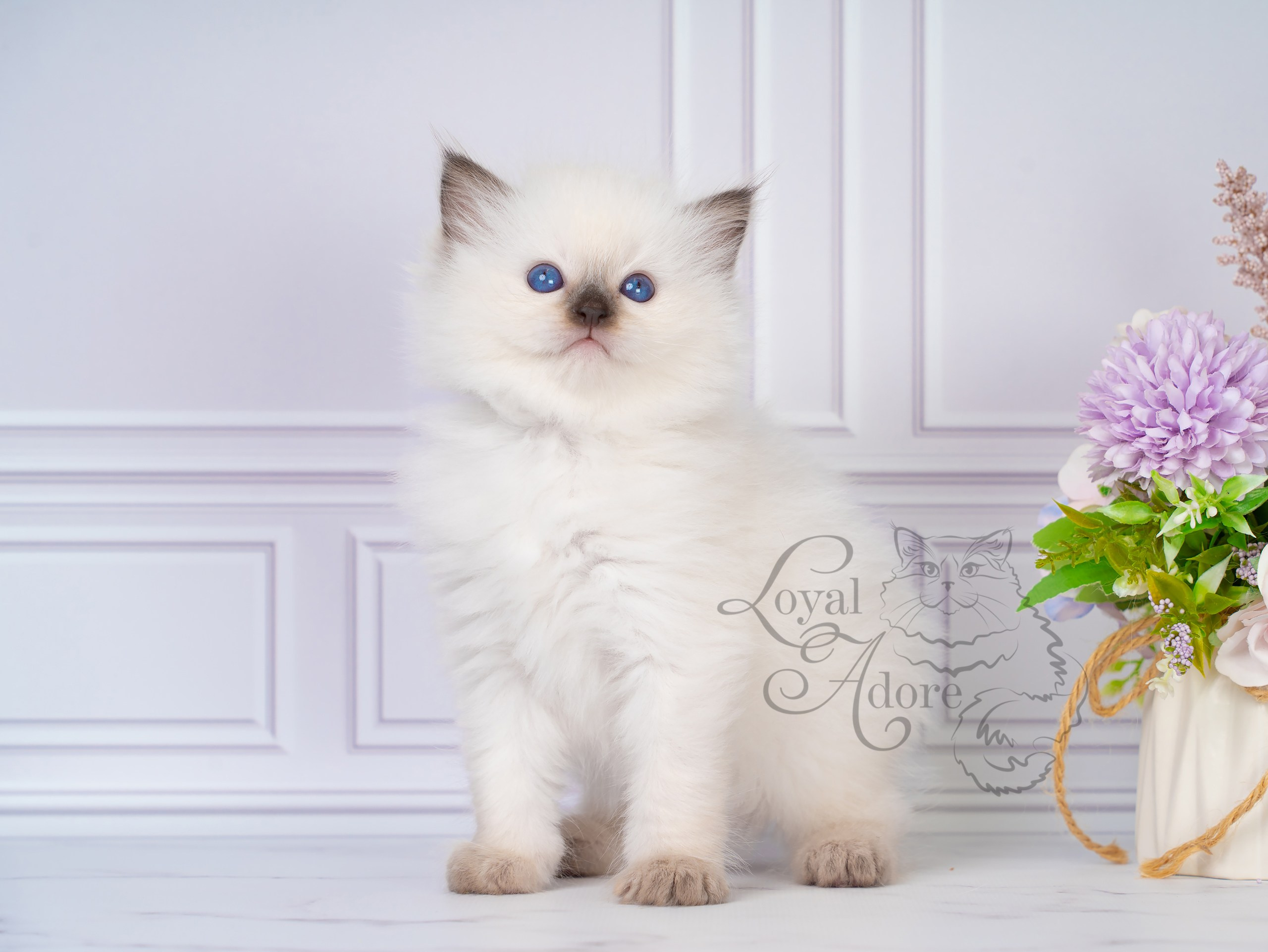 Котята рэгдолл от Loyal Adore. Питомник рэгдолл Loyal Adore