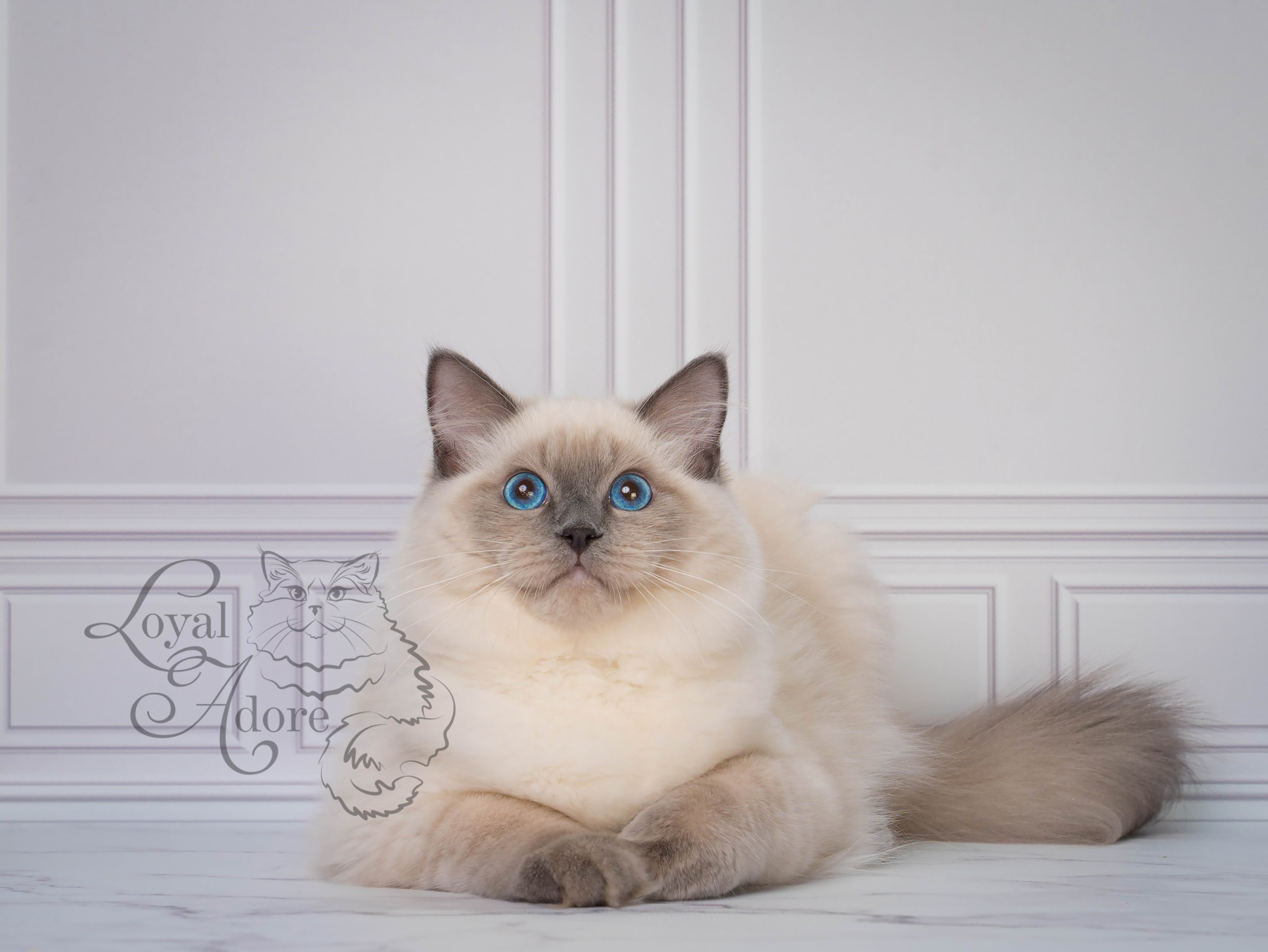 Все свободные котята. Питомник рэгдолл Loyal Adore