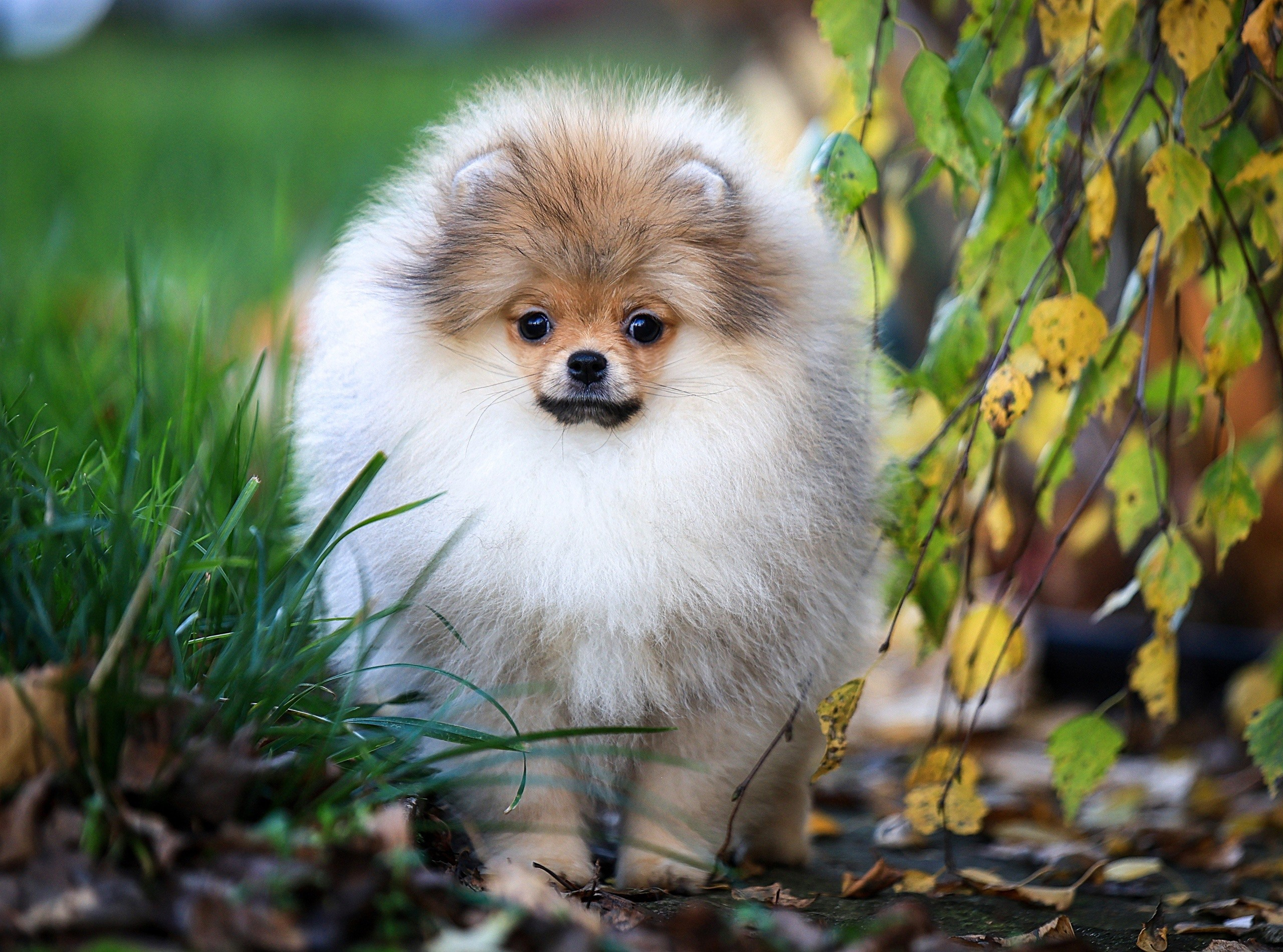 Шпицы. Купить щенка Вельш-корги-кардиган в семейном питомнике — Ice Fantasy