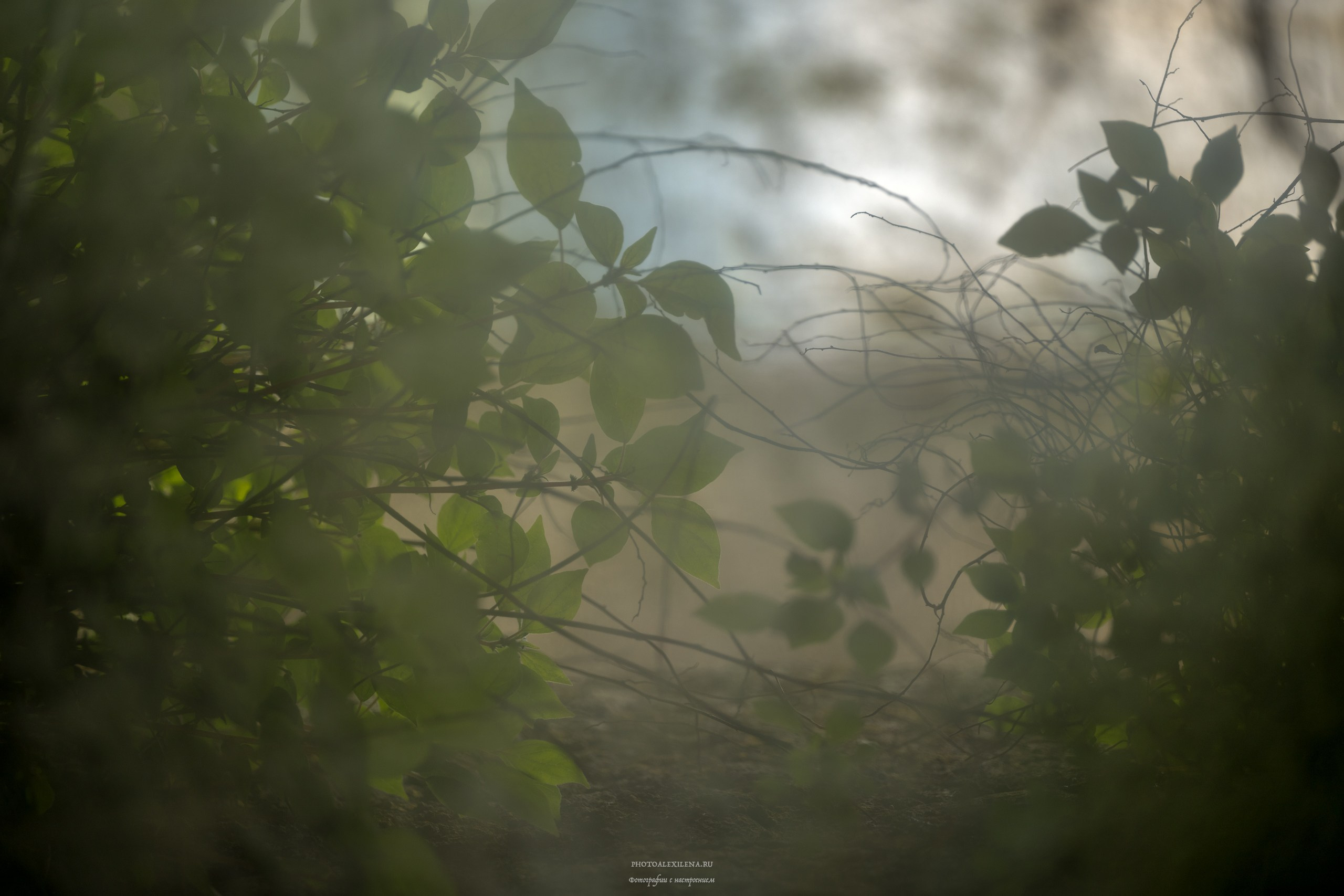 Радикофани и Баньо Виньони. Авторские стильные фотокартины