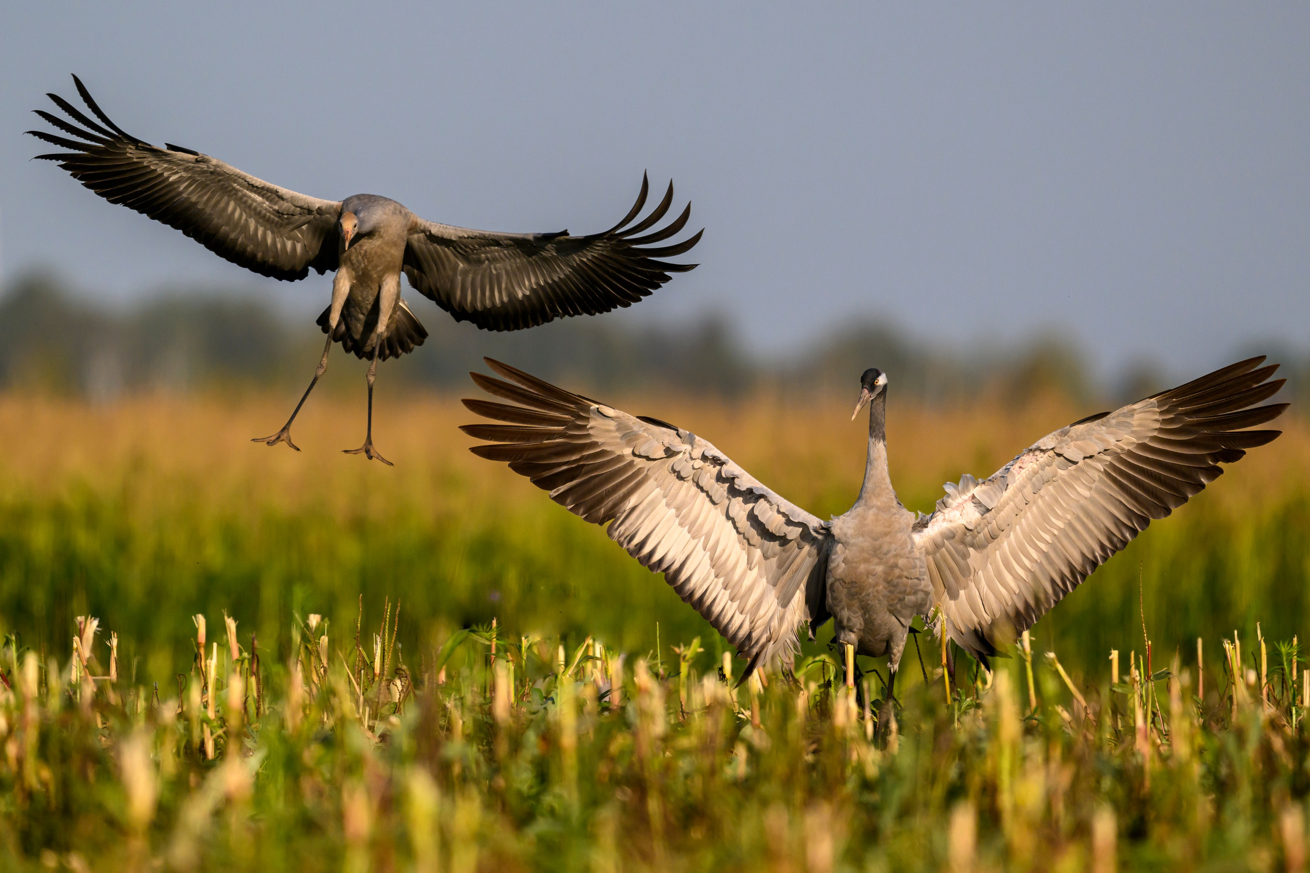 Журавли. The Cranes. Фотограф Сергей Пупонин