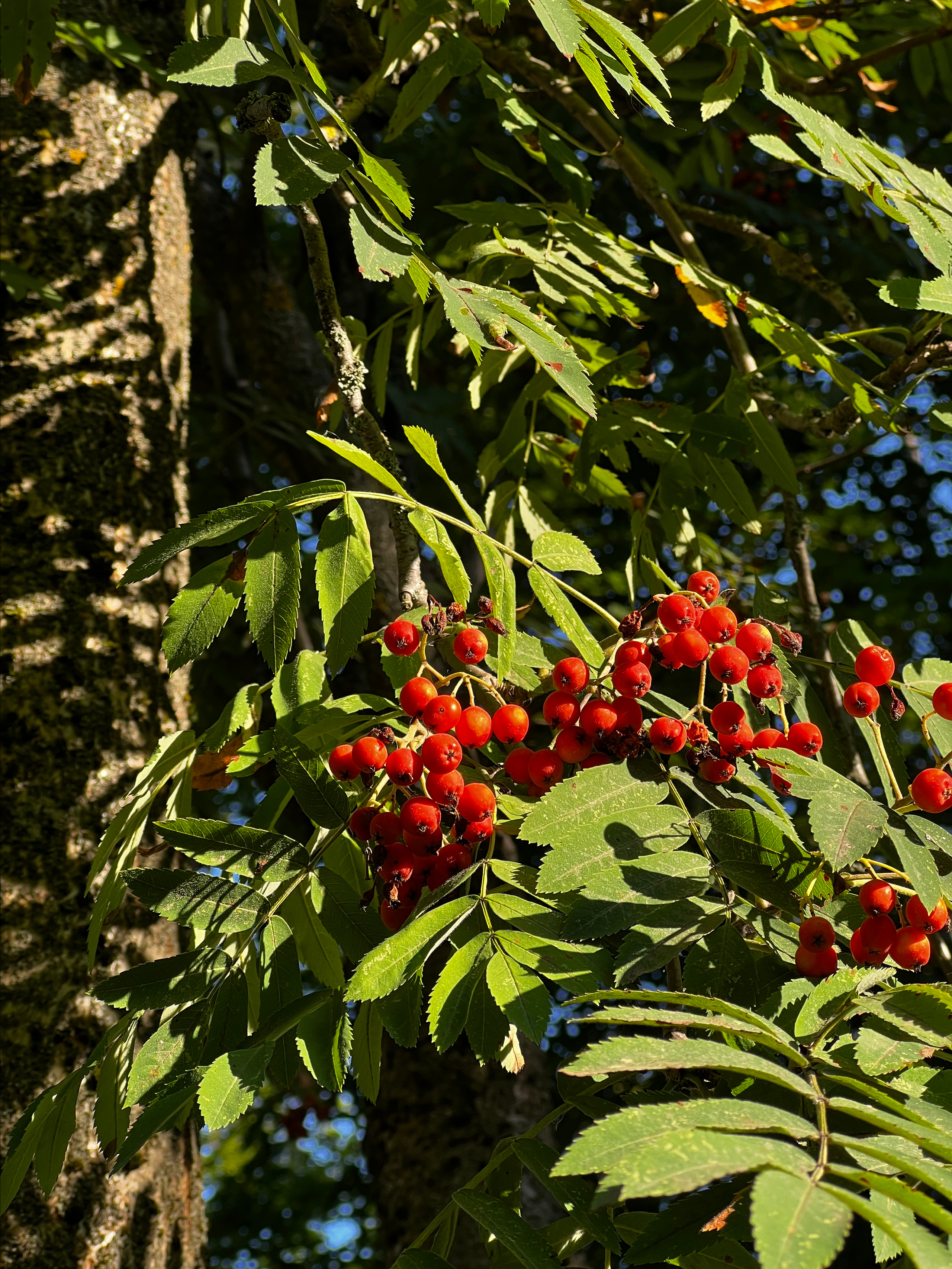 Tantric 2023. Александр Прищепов - фотограф, режиссёр, продюсер