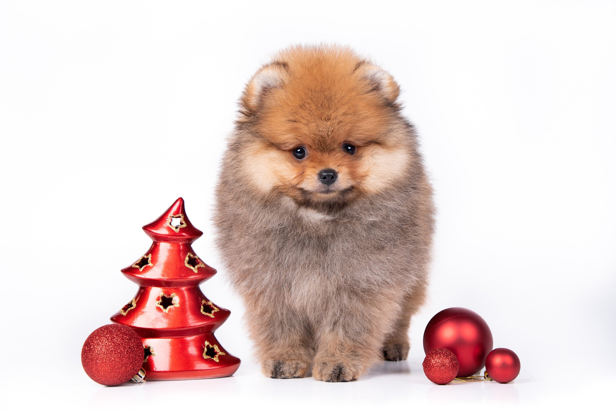 щенок шпица с елочной игрушкой