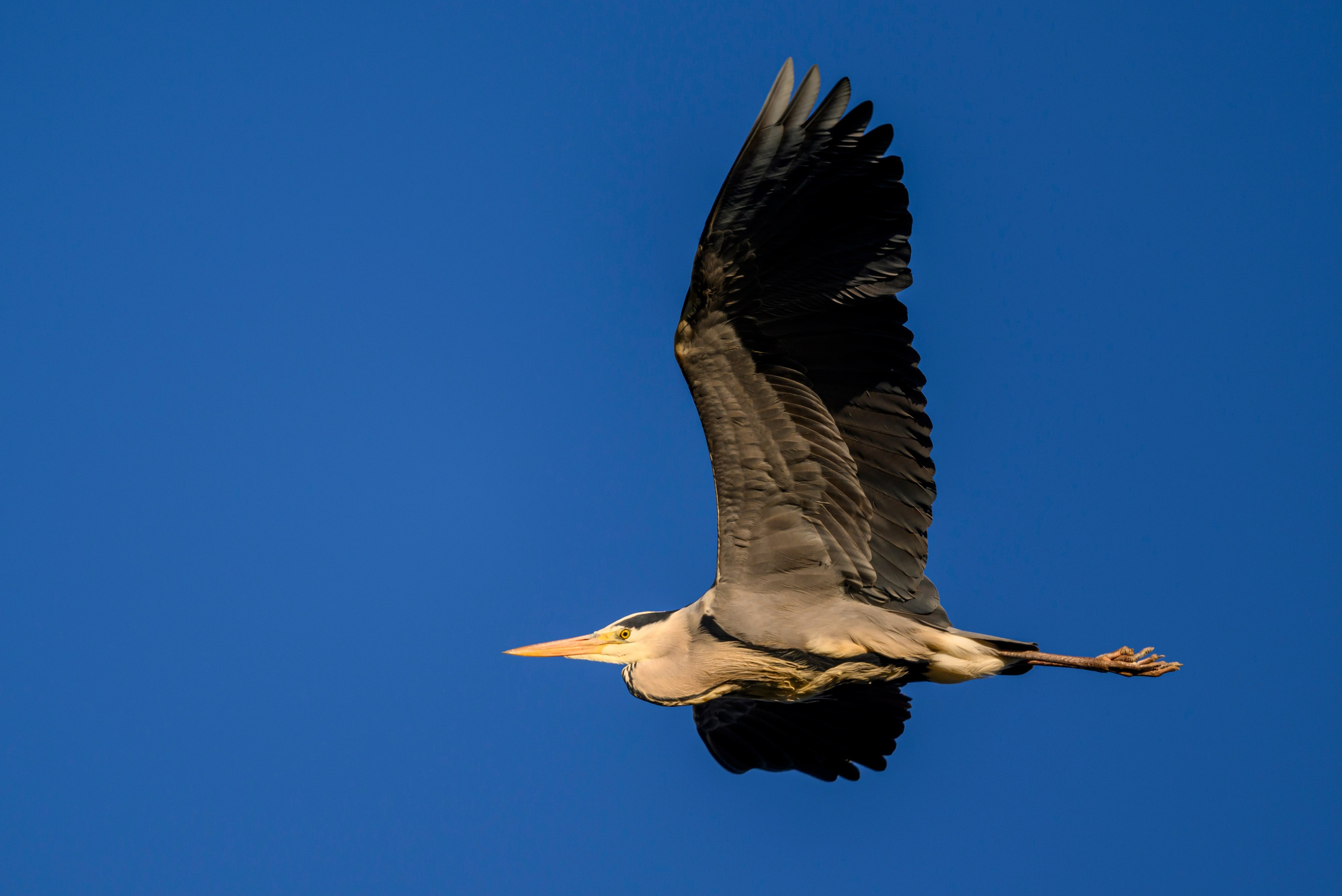 Лиса стащила яйцо. Фотограф Сергей Пупонин