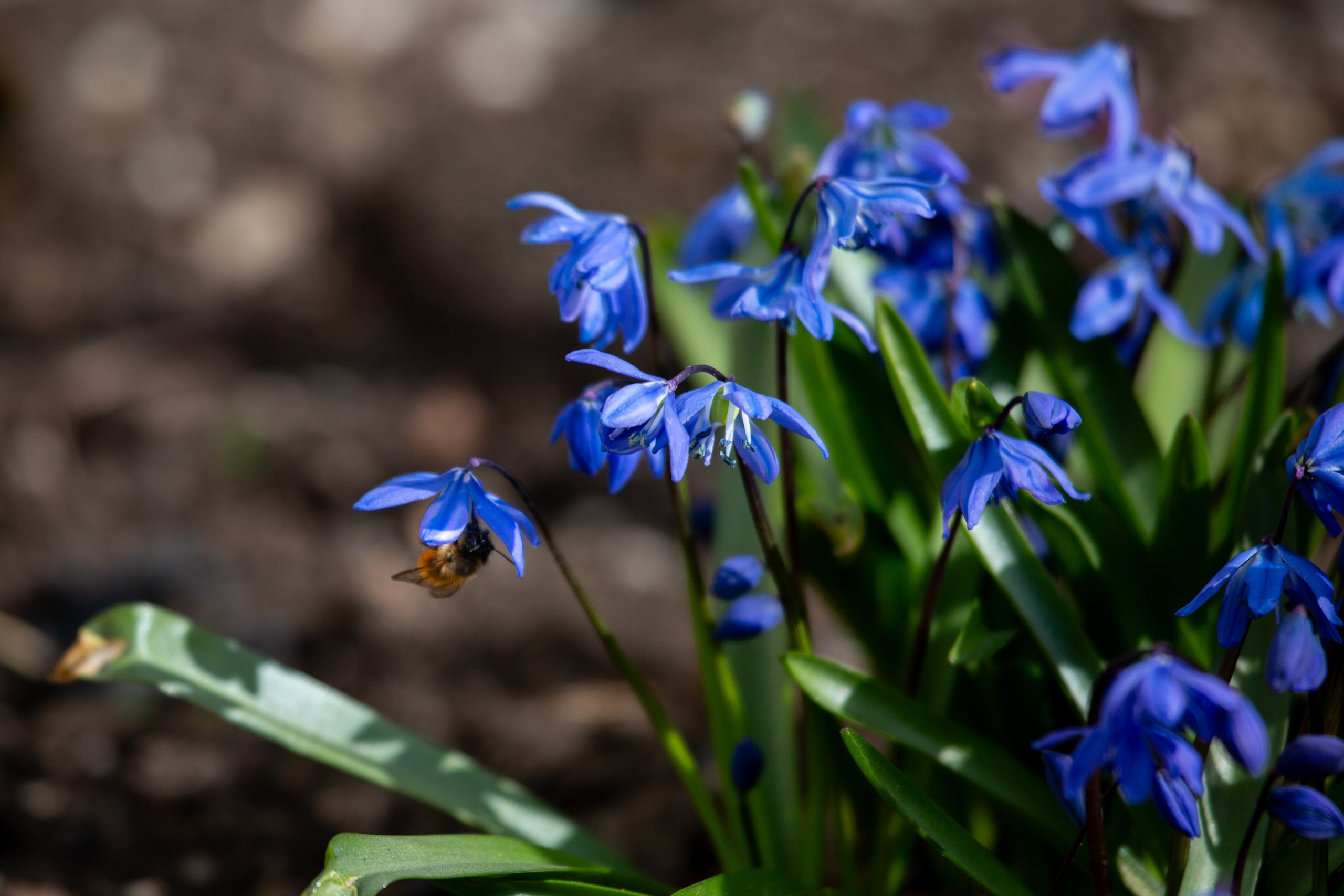 Весенняя фотопрогулка. Главная