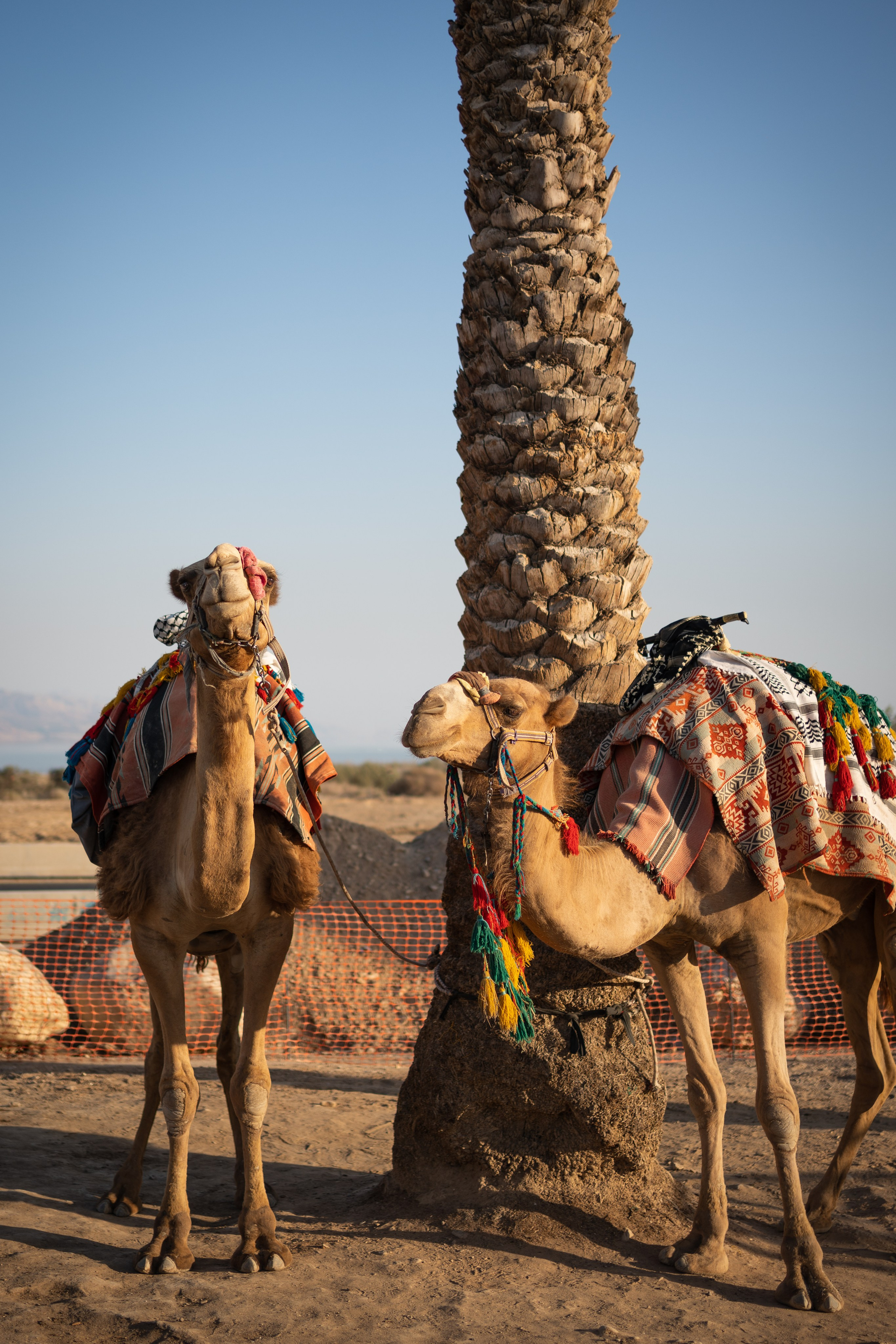 Фотограф-анималист Татьяна Митрошина, Москва