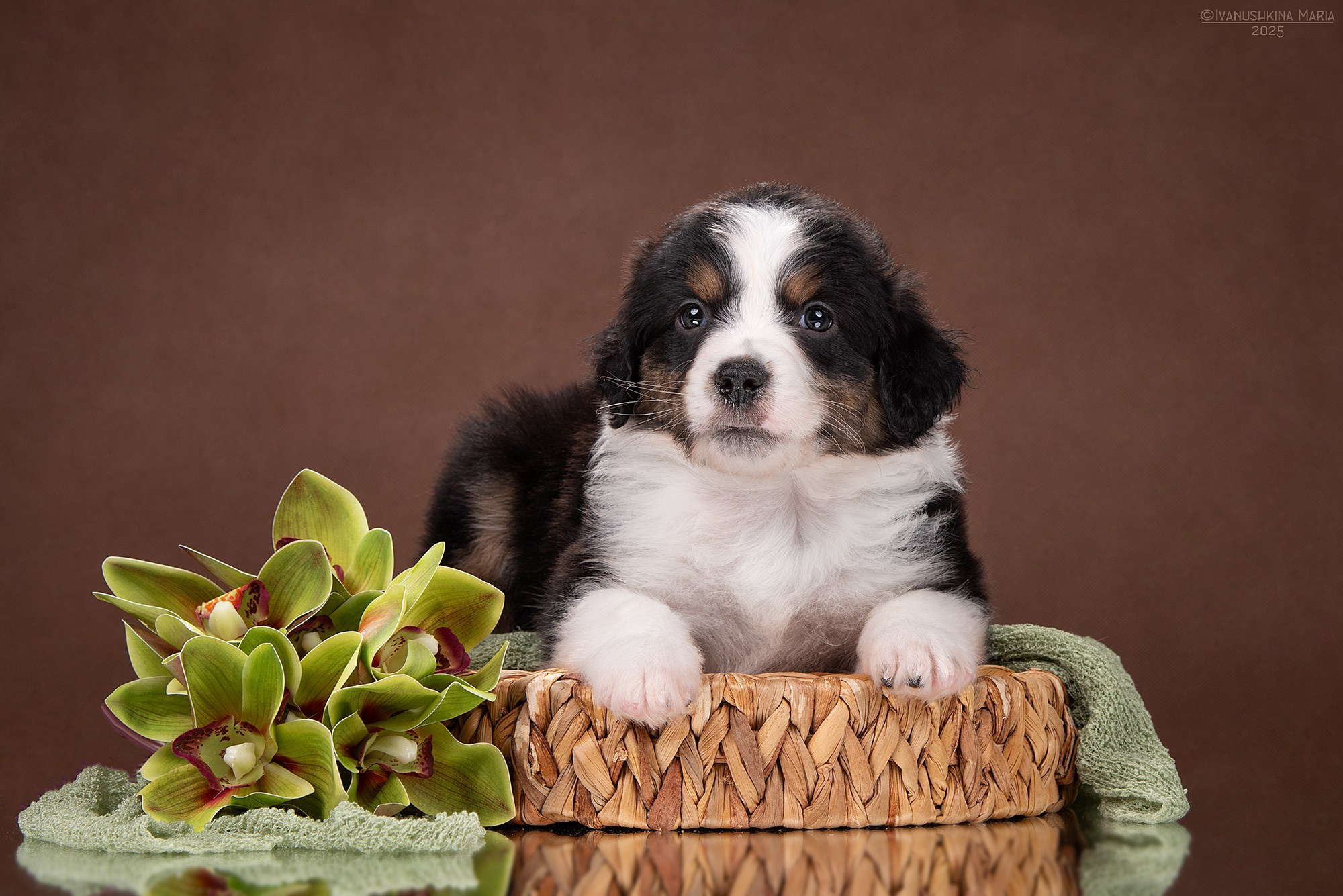 Фотосессия щенков на фонах. Фотограф собак в Москве и Московской области Иванушкина Мария