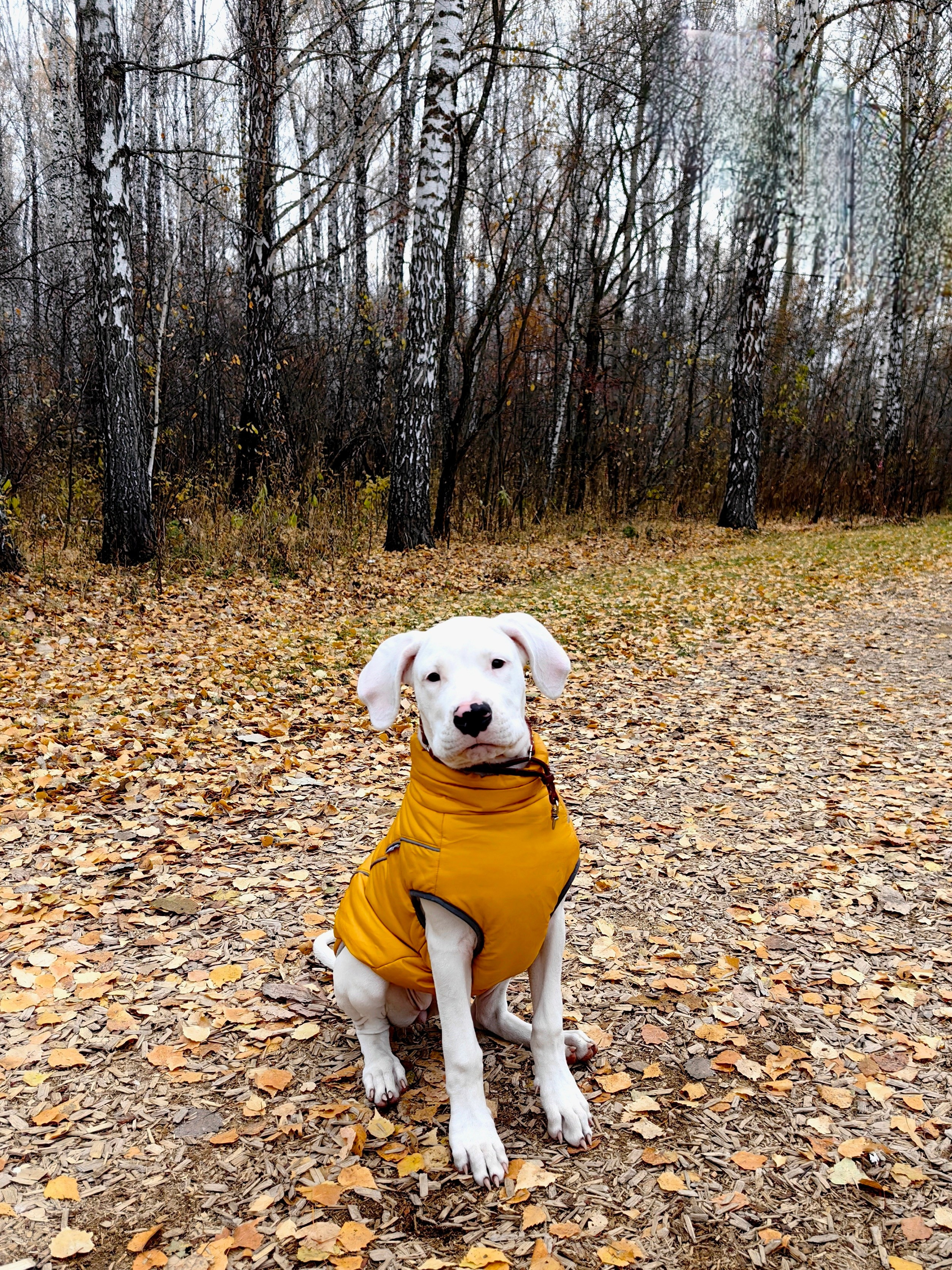 Собаки Орнелла и Проша