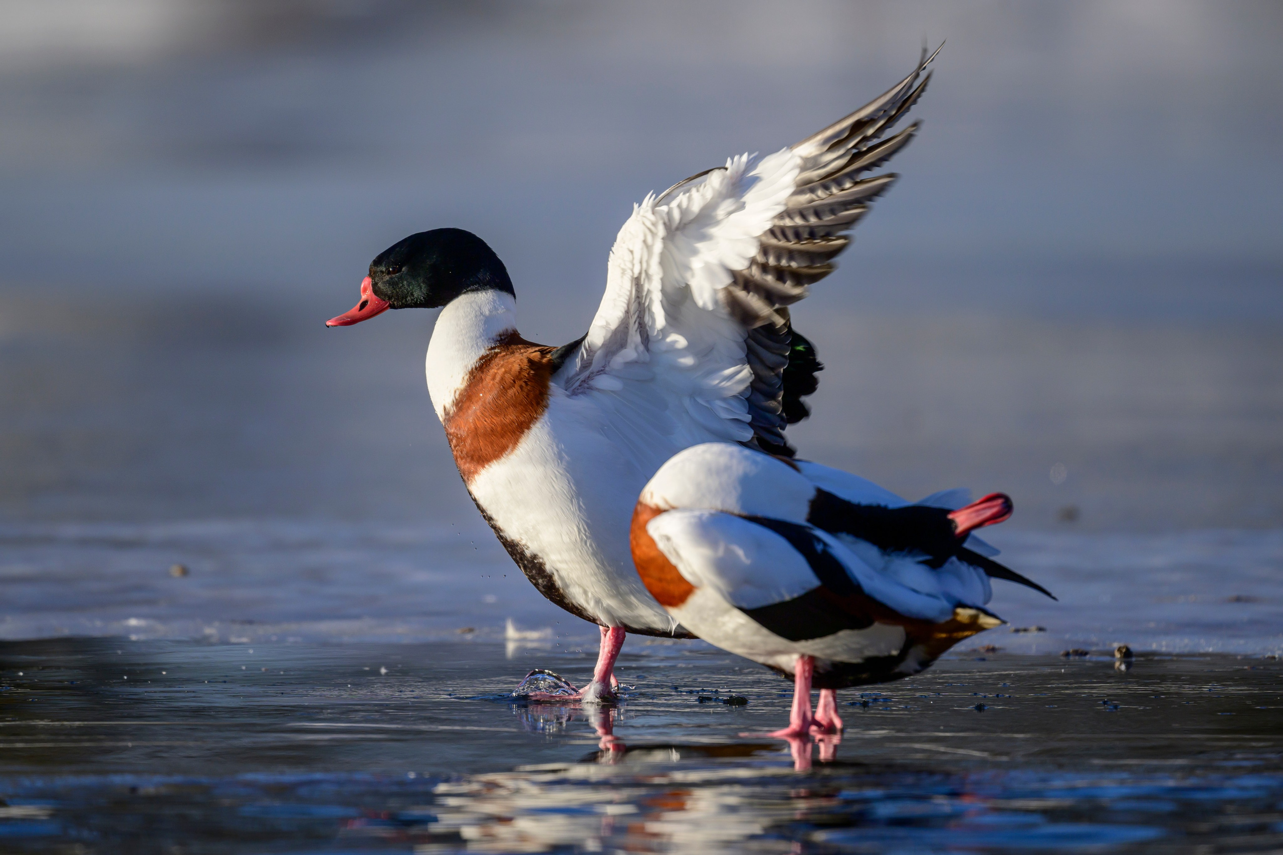 Нырки, пеганки, лебеди. Pochards, shelducks, swans. Wildlife photography by Sergey Puponin