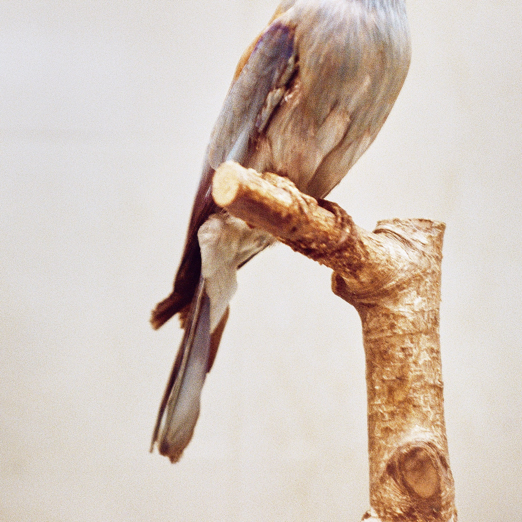 Пьюти-фьют. Игорь Скабелин