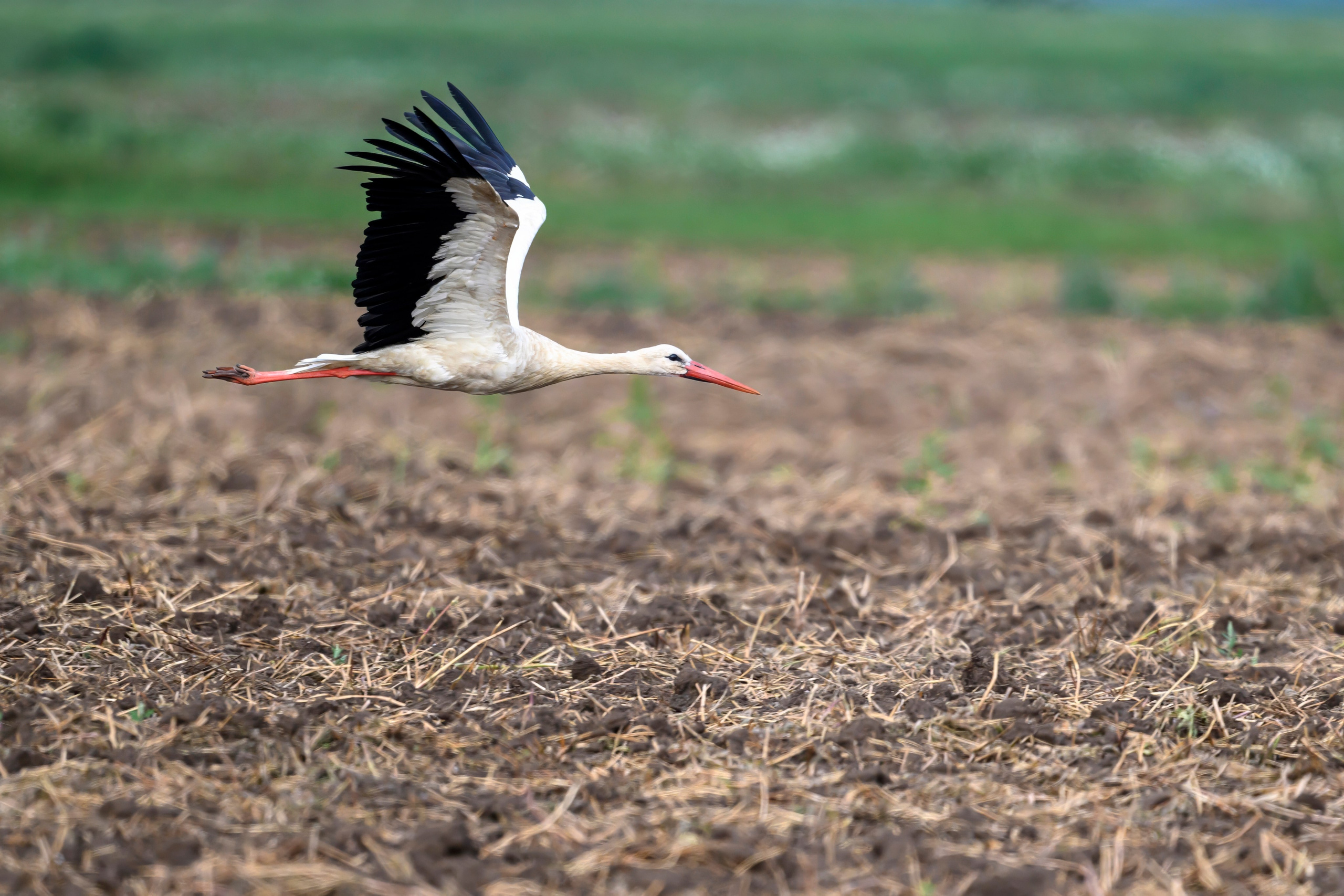 Совы и аисты. Owls and Storks. Wildlife photography by Sergey Puponin