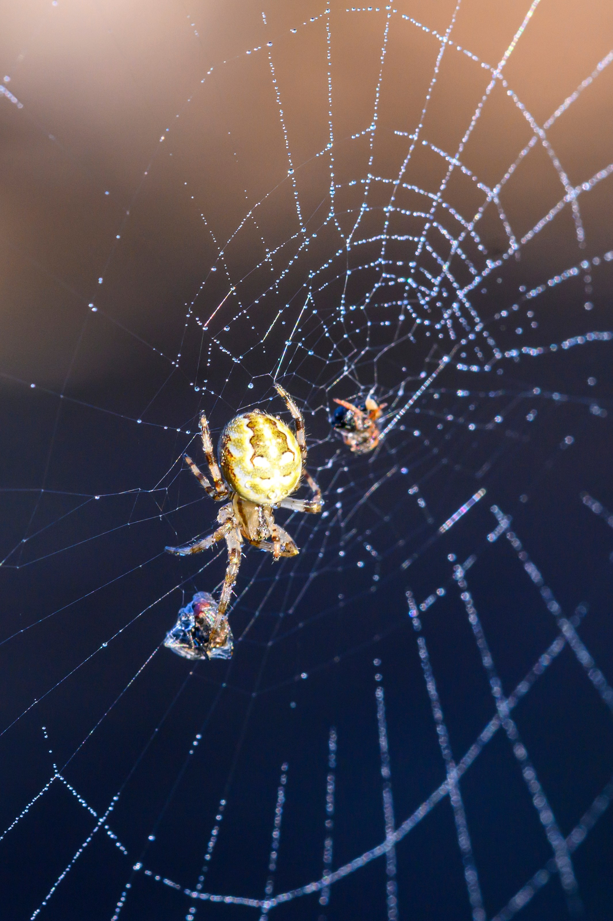 Первая охота совят. The first hunt of owlets. Фотограф Сергей Пупонин