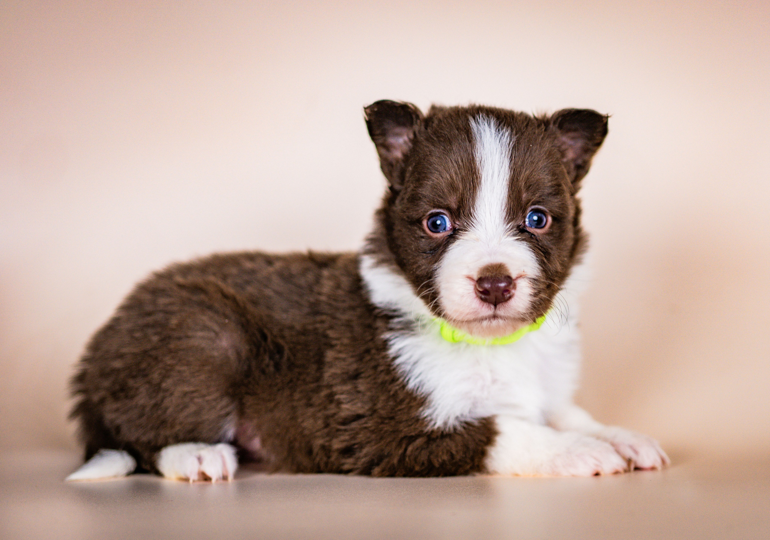 Фритсвит. Семейный фотограф Ефремова Виктория