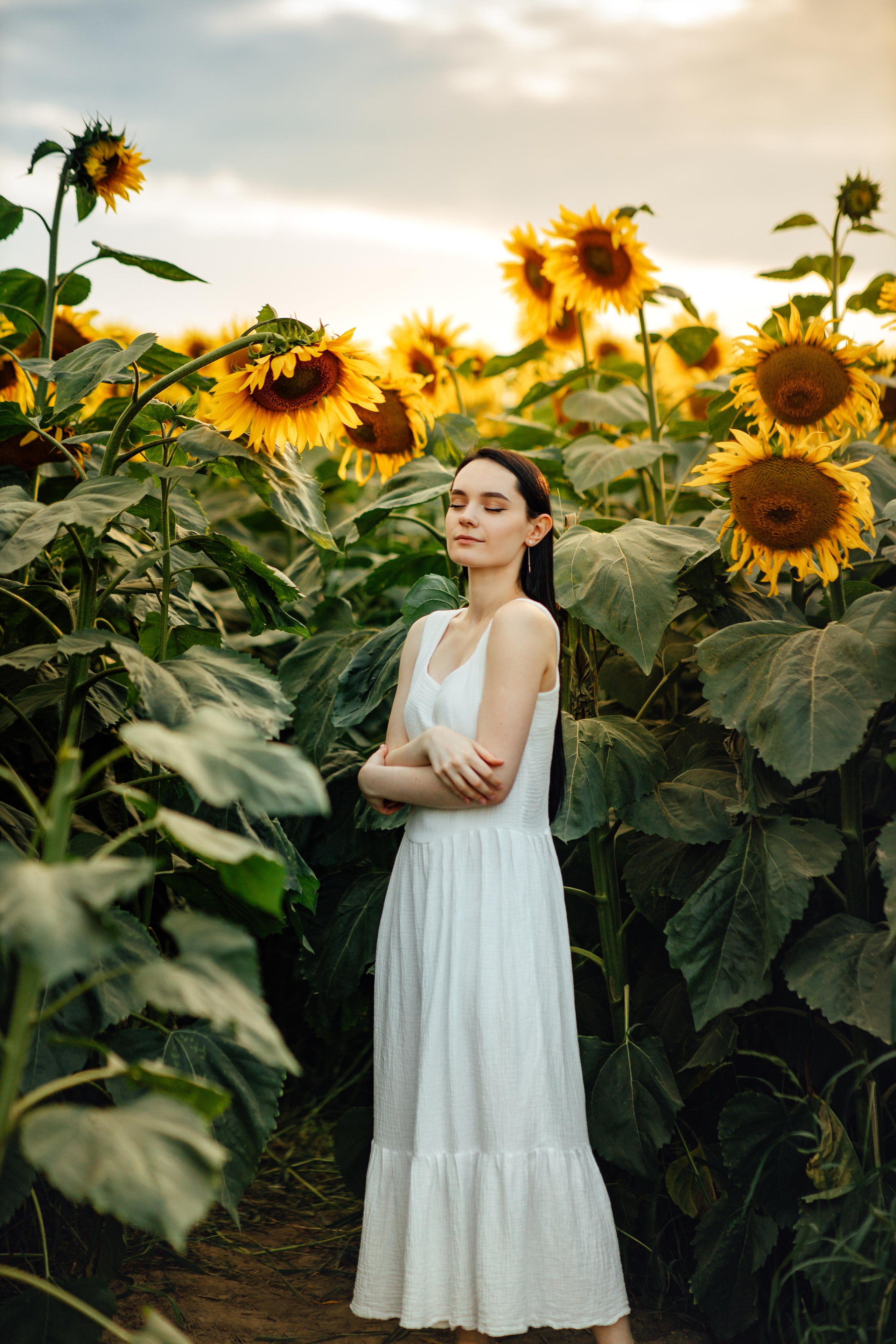 Подсолнухи, семейная, август 22