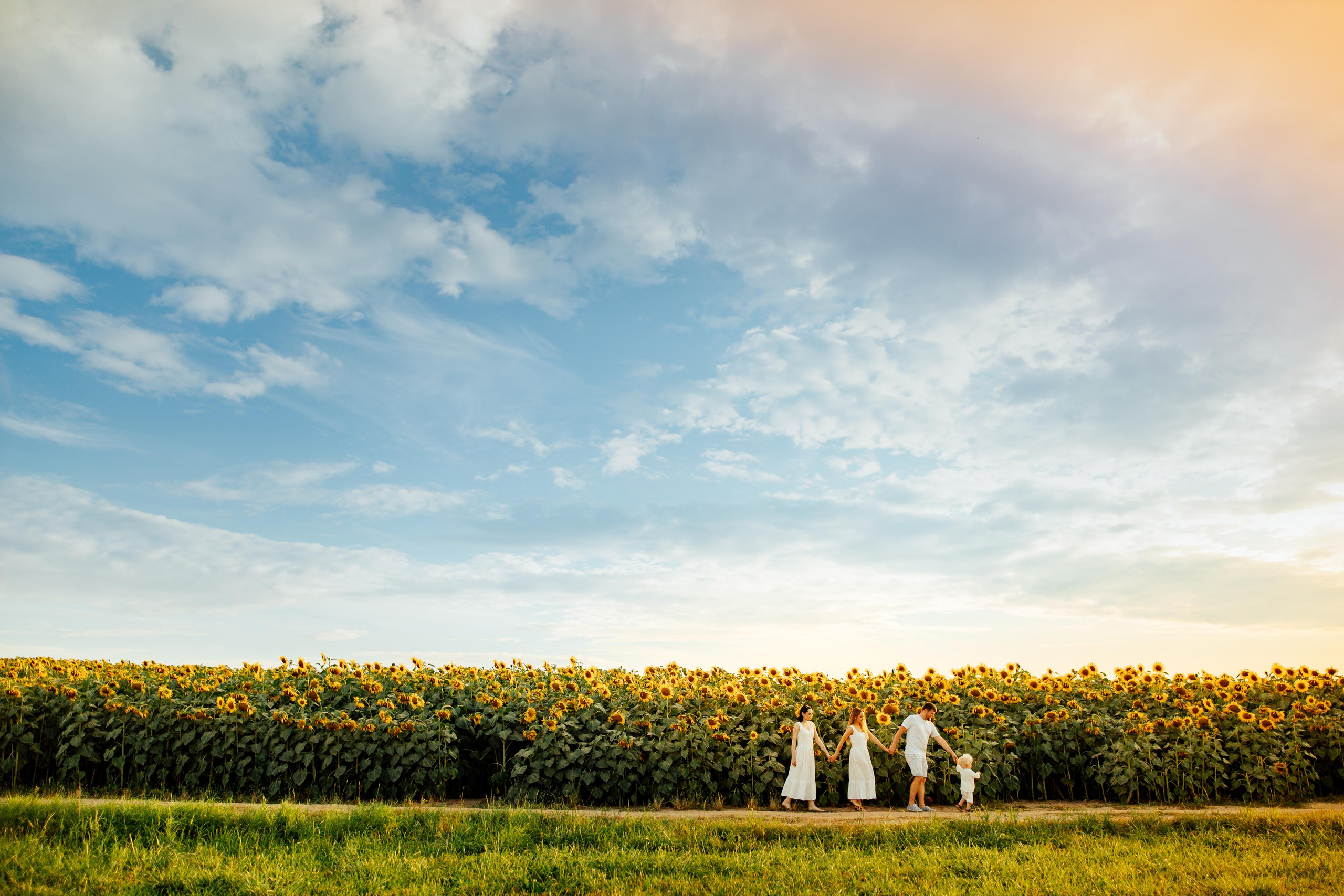 Подсолнухи, семейная, август 22