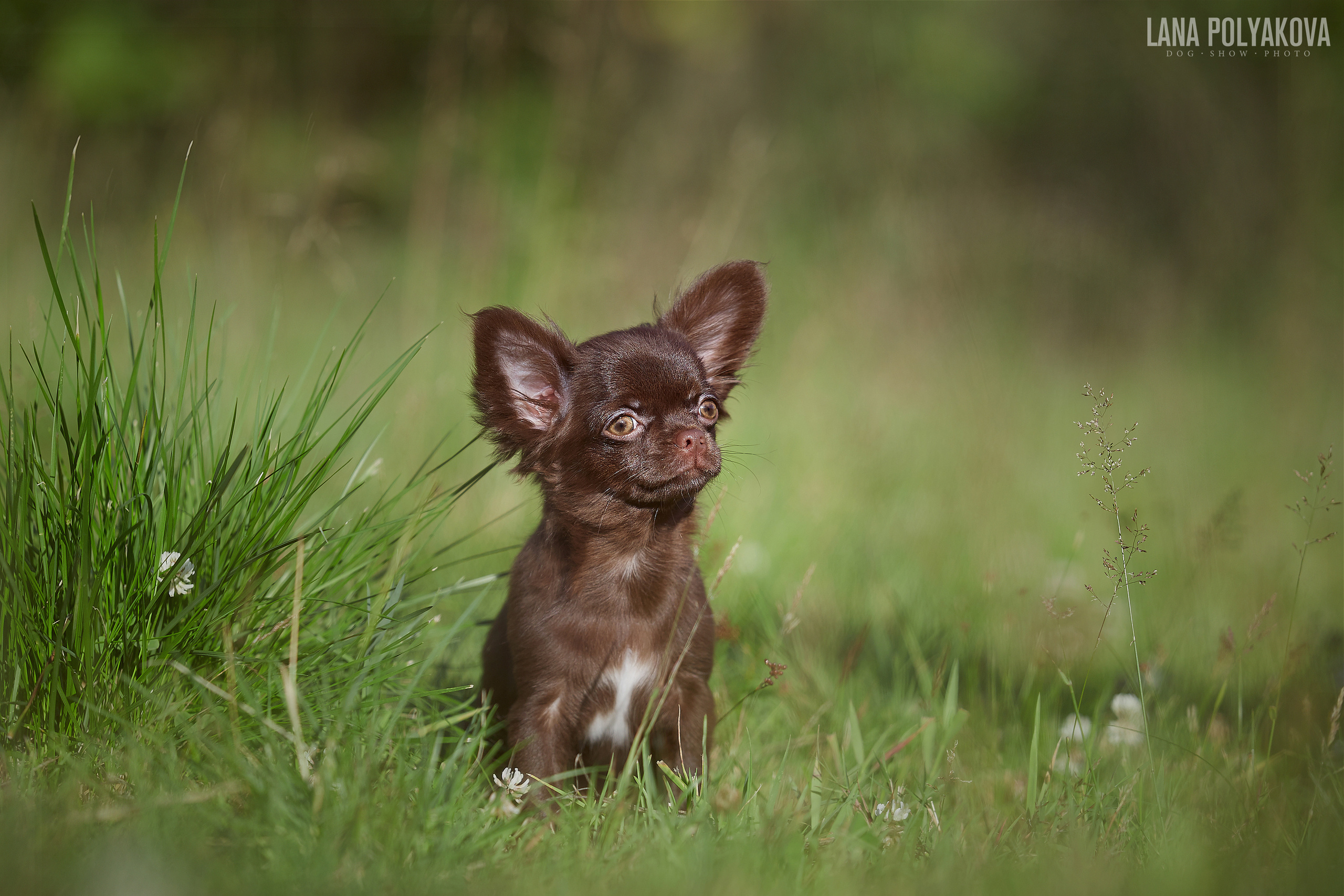 Фотосъемка щенков
Чихуахуа
Chihuahua