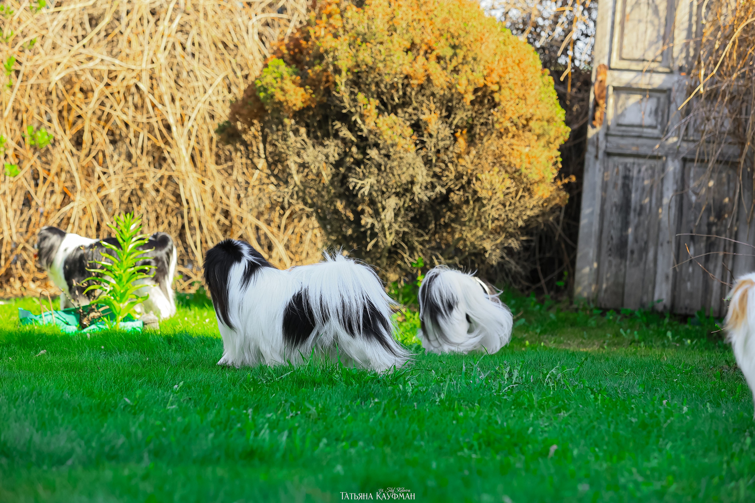 Японский хин, фотография японский хин, собака в цветах, красивая собака, фотограф анималист, фотокурс Анималистика, научиться фотографировать собак, фотограф Новосибирск