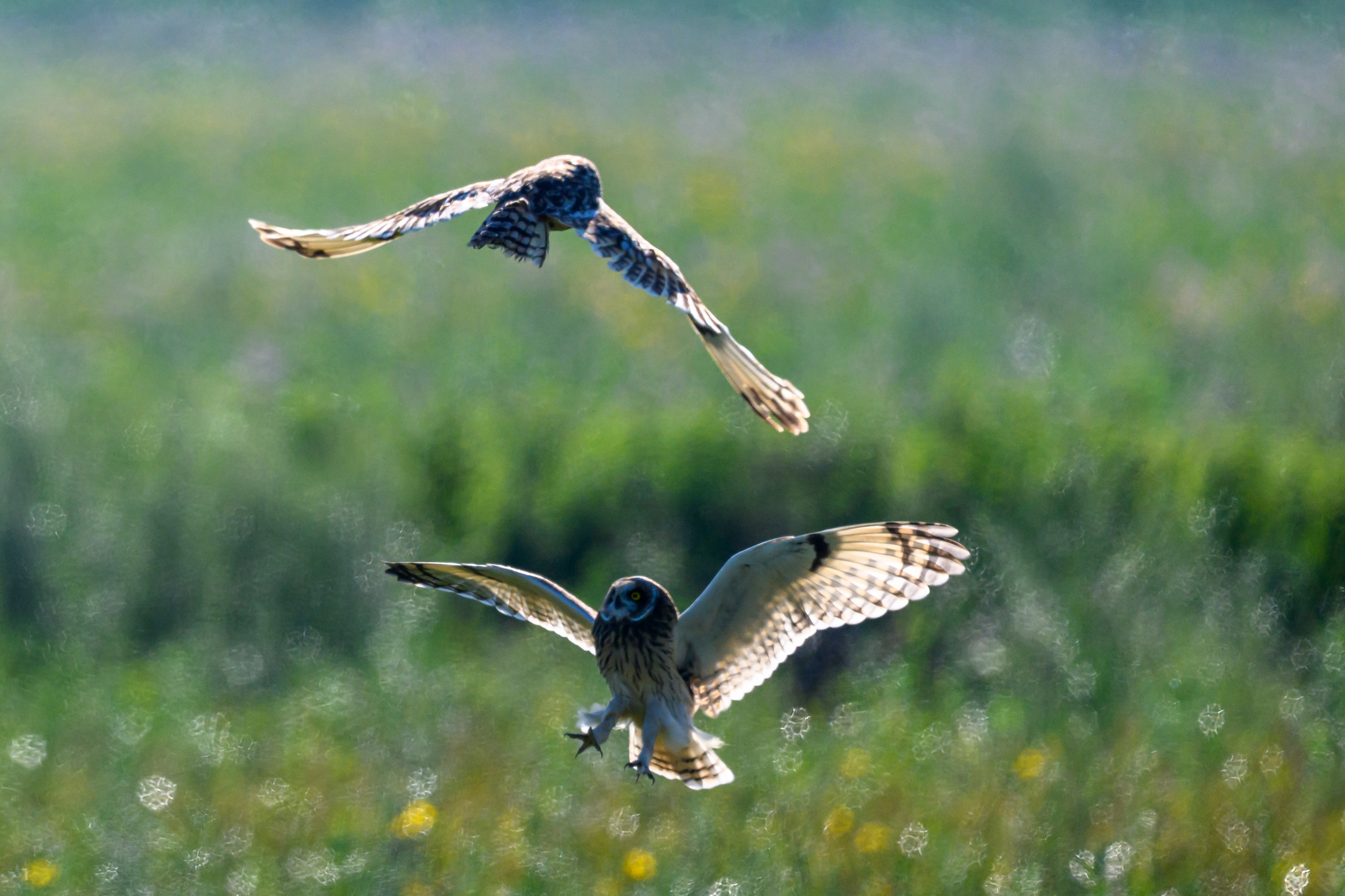 Первая охота совят. The first hunt of owlets. Фотограф Сергей Пупонин