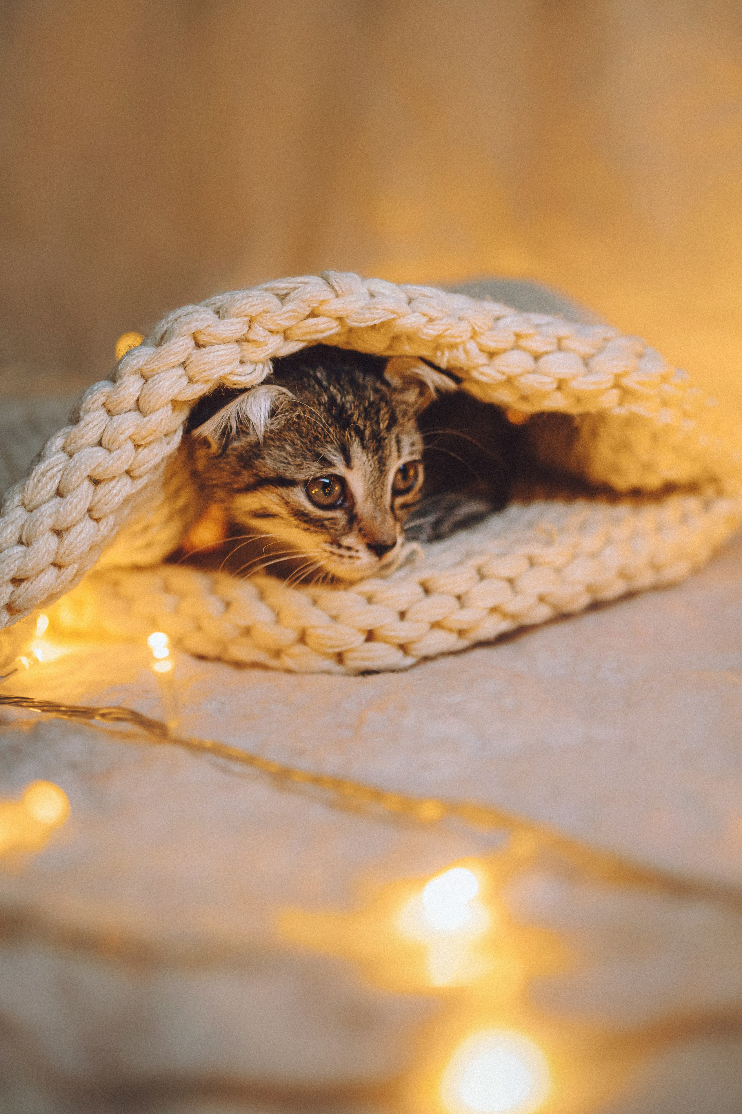 Более 30 идей для фотосессии с котенком