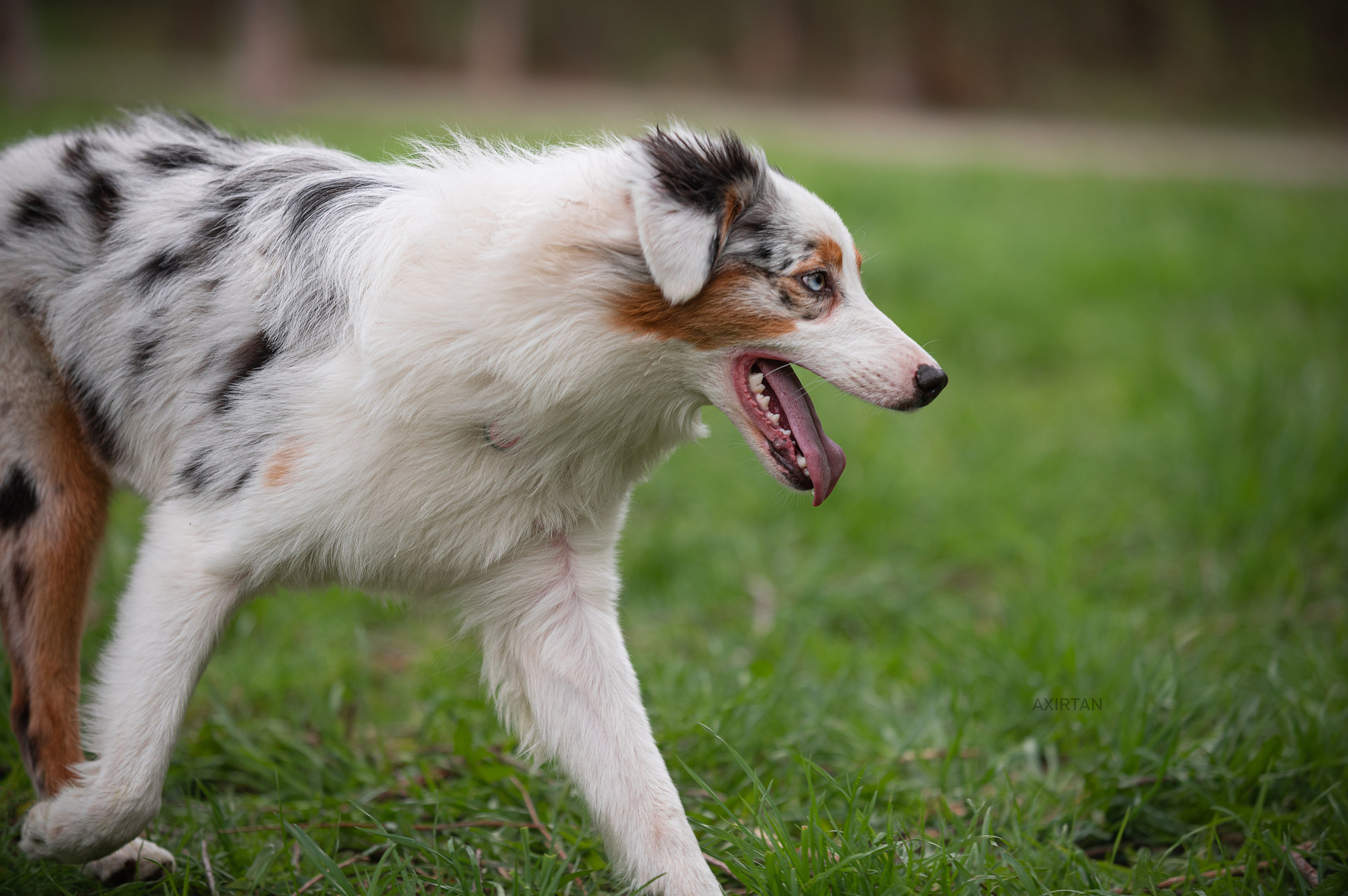 Кайса. BLGKV питомник собак