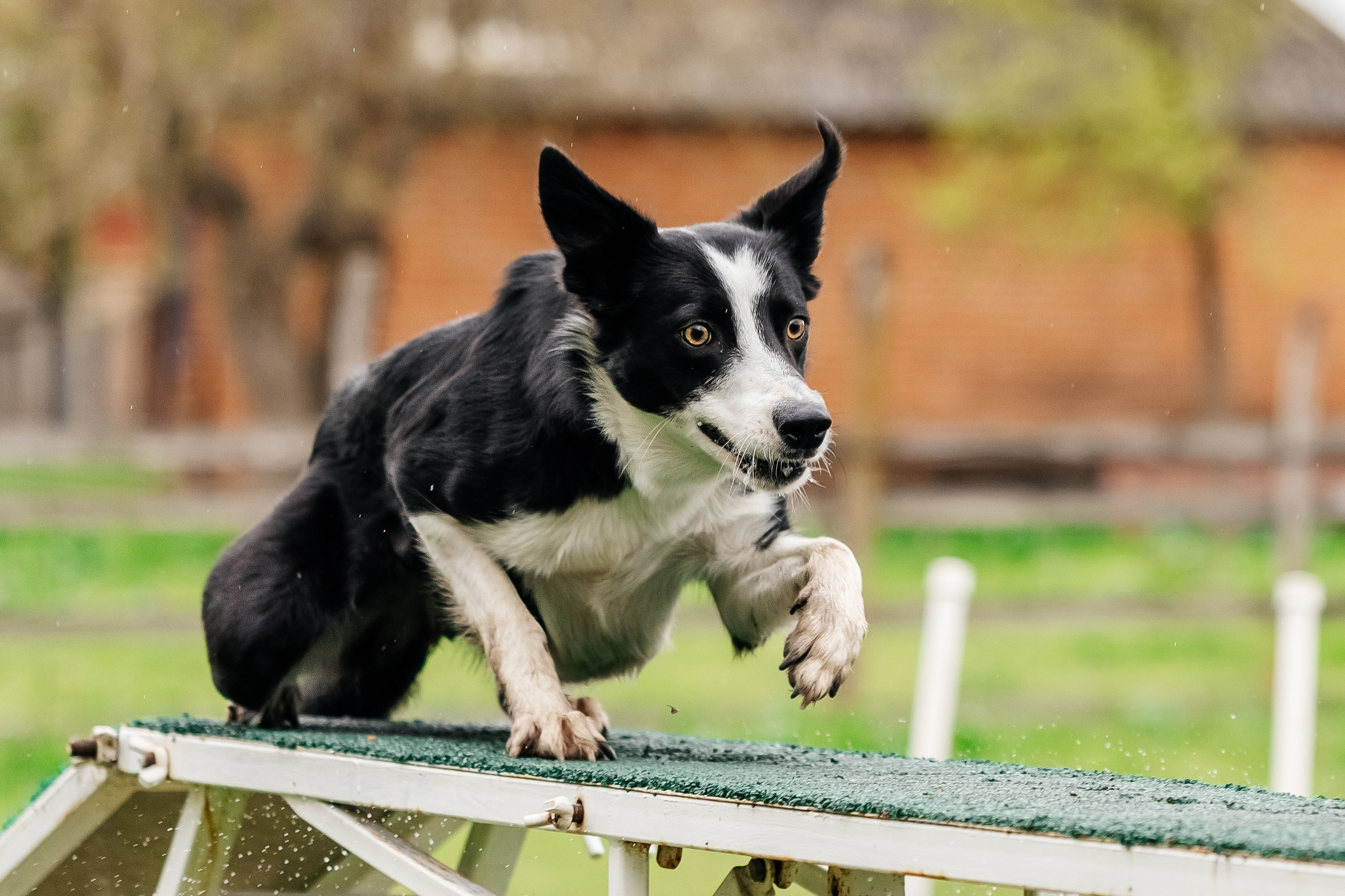 Портфолио animal. Фотограф — анималист Маргарита Хелбен Краснодар