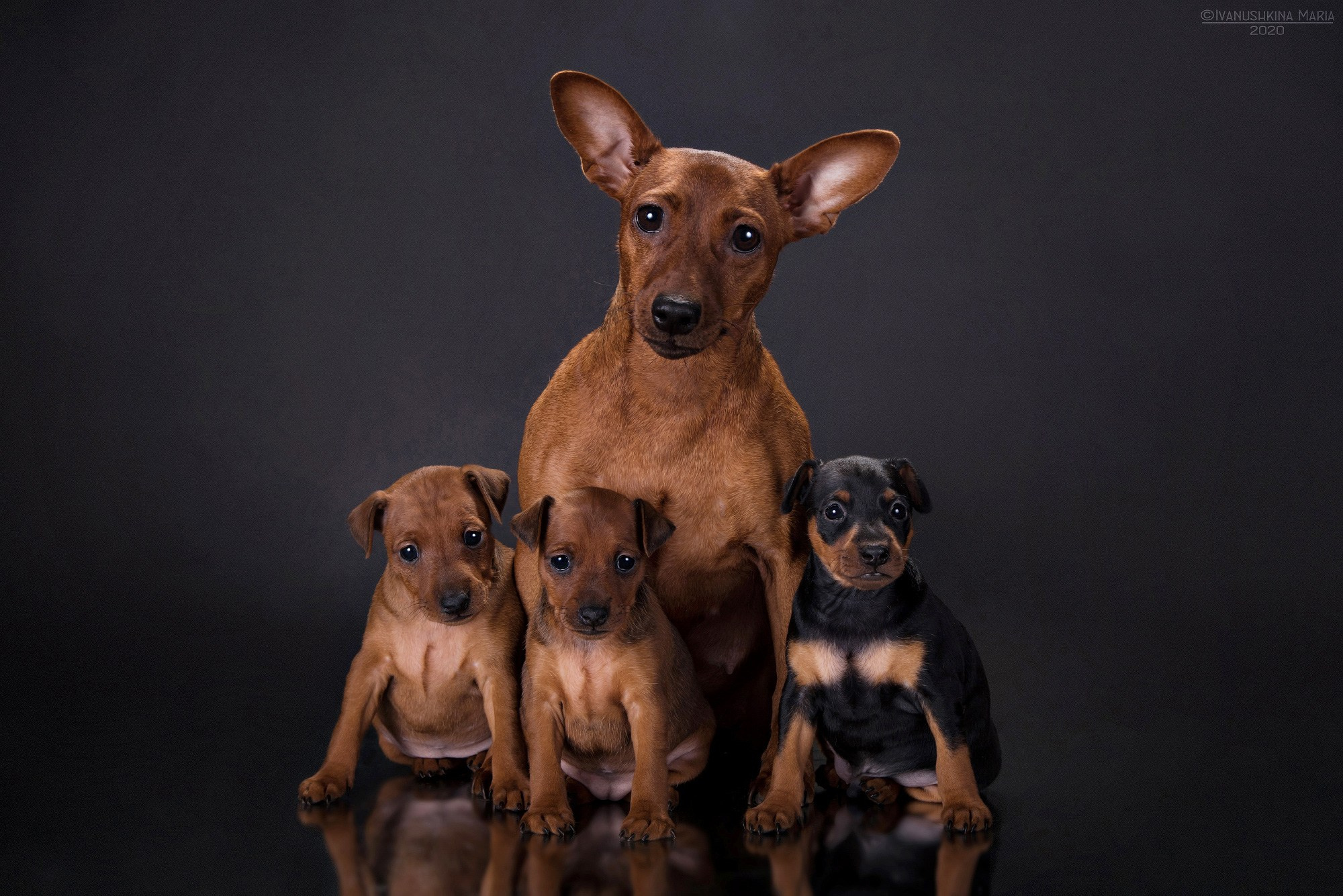 щенки цвергпинчера с мамой