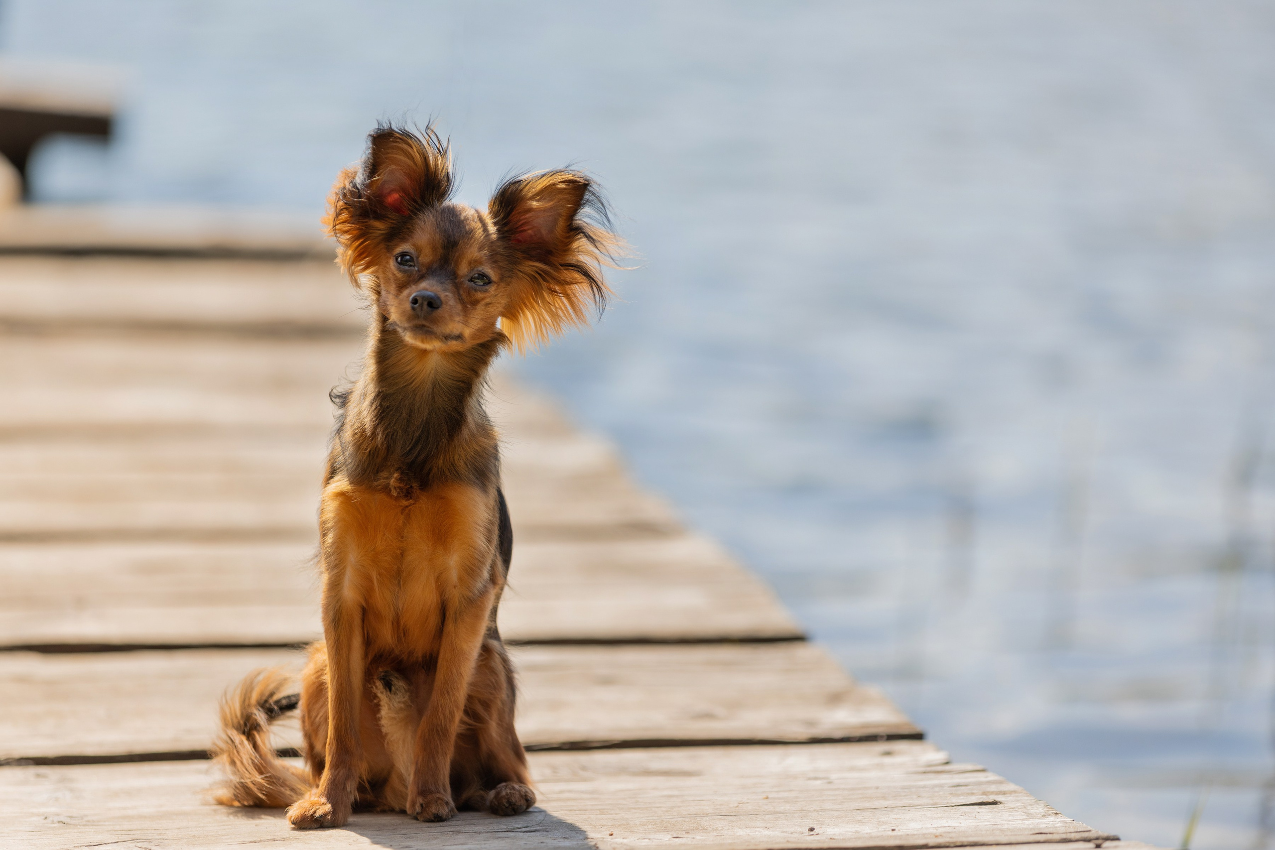Фотограф Алена Звездина
