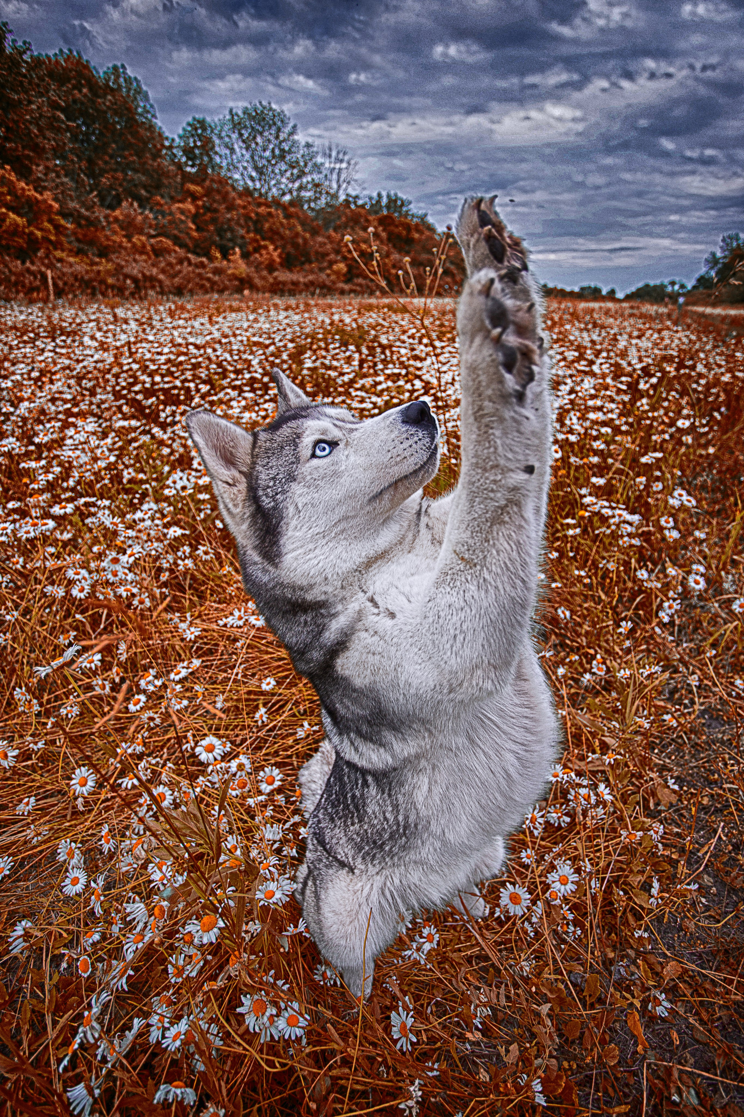 Собаки питомника Bueno Pardo. Питомник собак Акита, Хаски, Корги