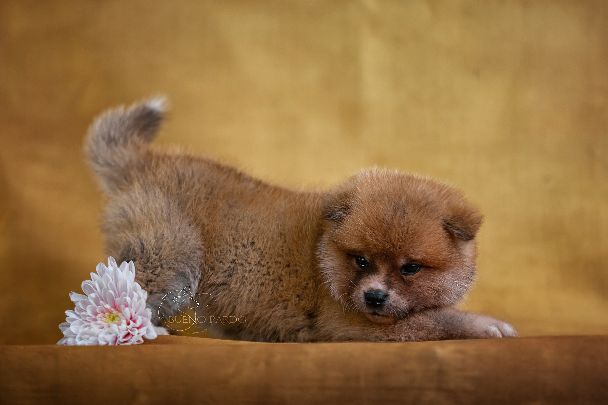 Щенки японской акита ину из питомника. Питомник собак Акита, Хаски, Корги