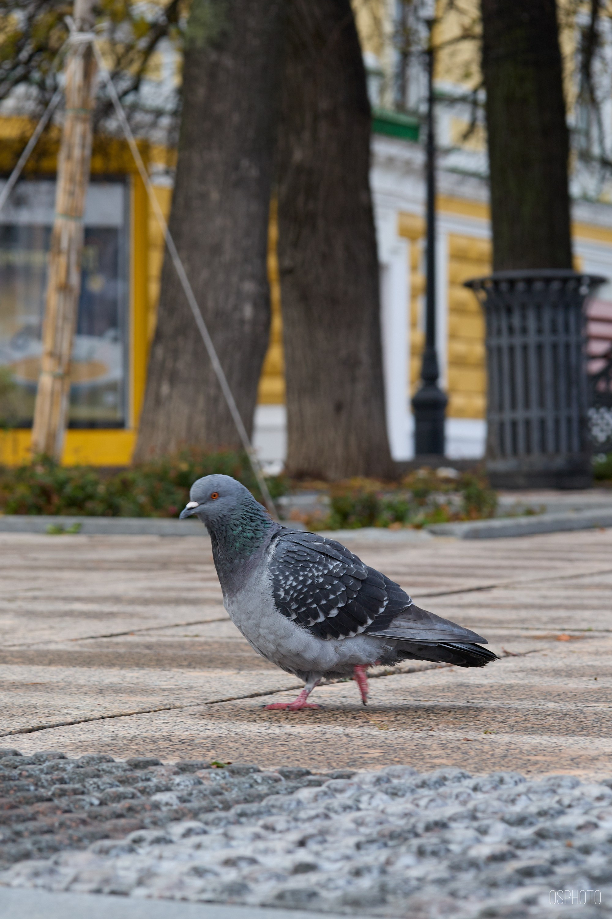 Нижний Новгород. Фотографъ Сергѣевъ. Поймать мгновеніе