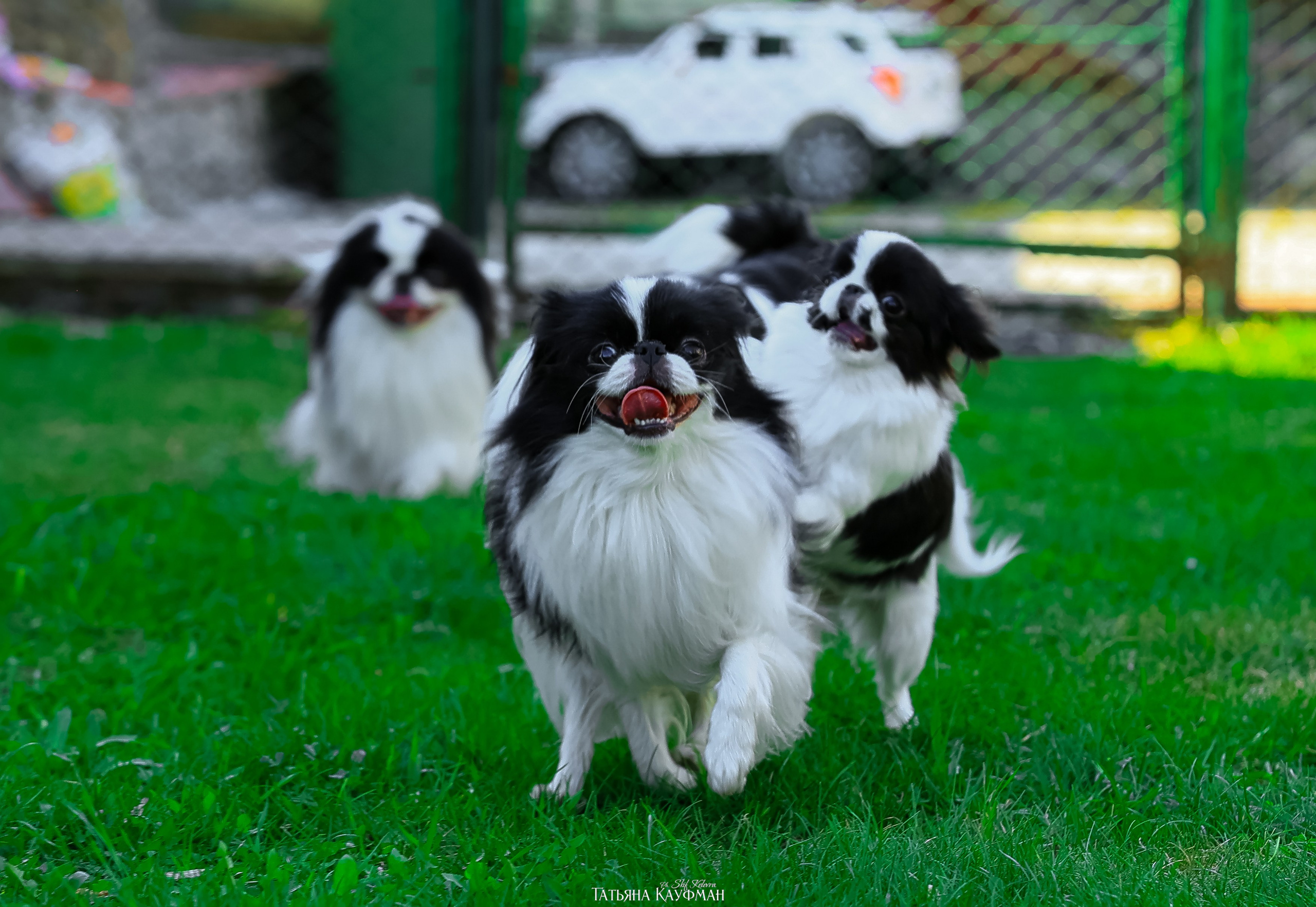Японский хин, фотография японский хин, собака в цветах, красивая собака, фотограф анималист, фотокурс Анималистика, научиться фотографировать собак, фотограф Новосибирск