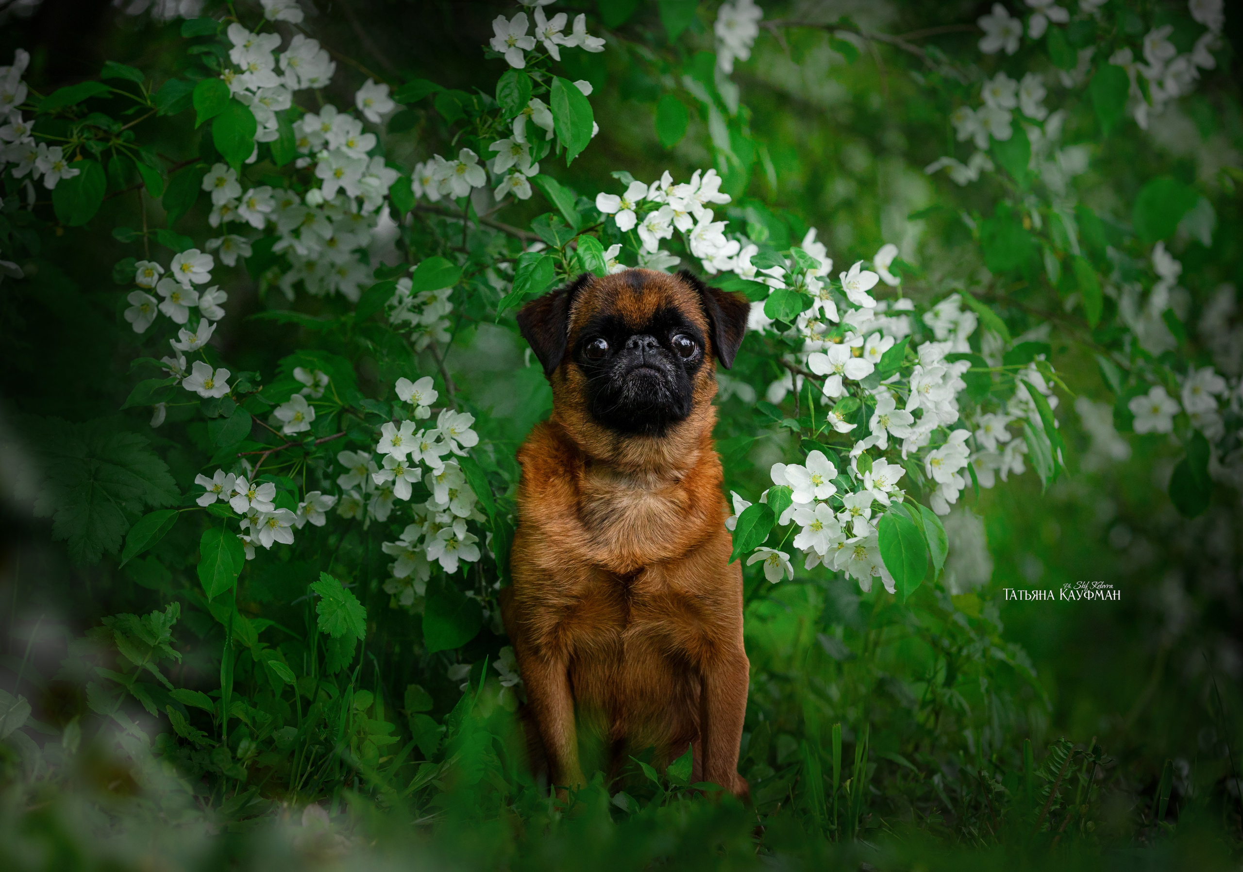 Фотограф Анималист из Новосибирска Татьяна Кауфман