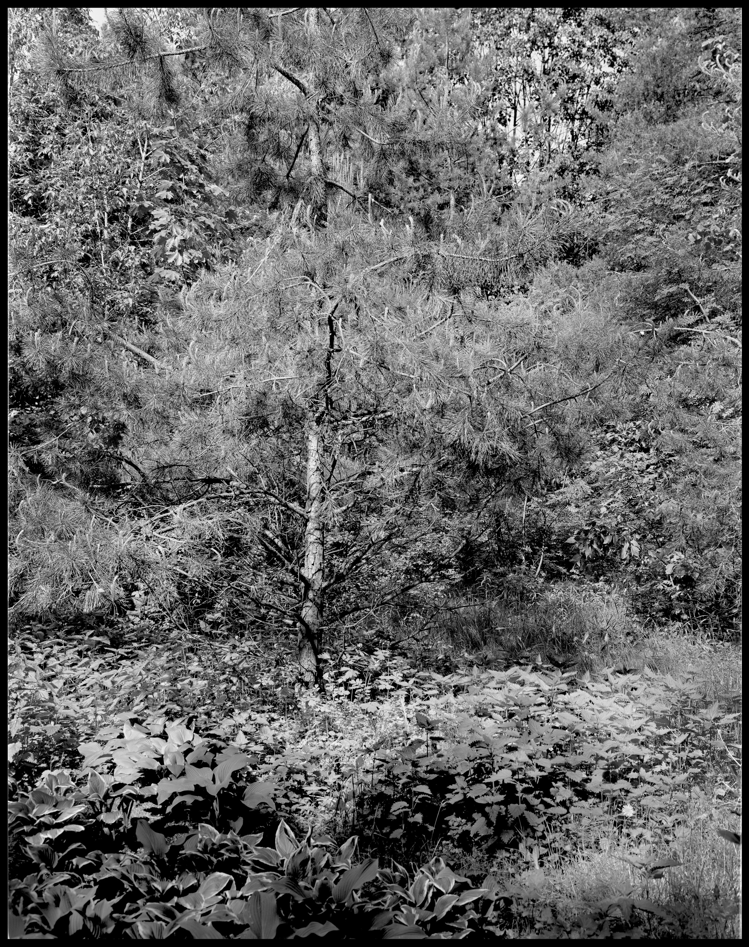 Landscape. Sergey Kondriuk art-photographer | artist