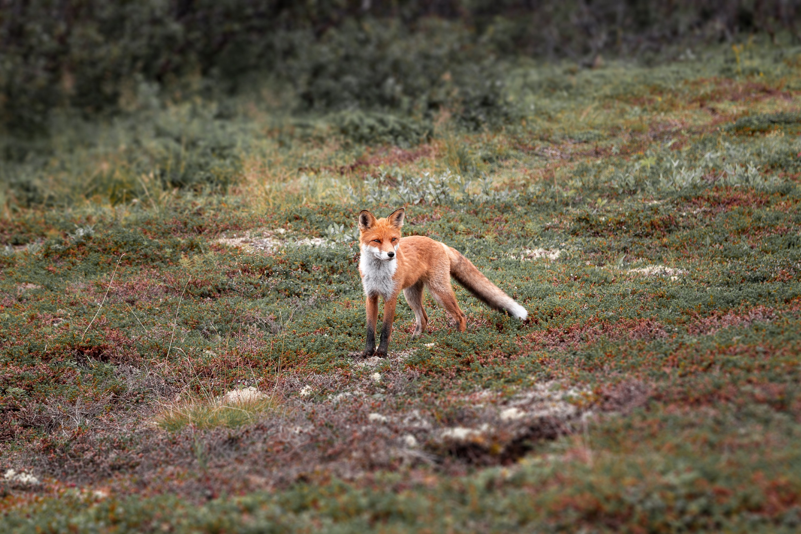 Фотограф дикой природы Роман Исаенков