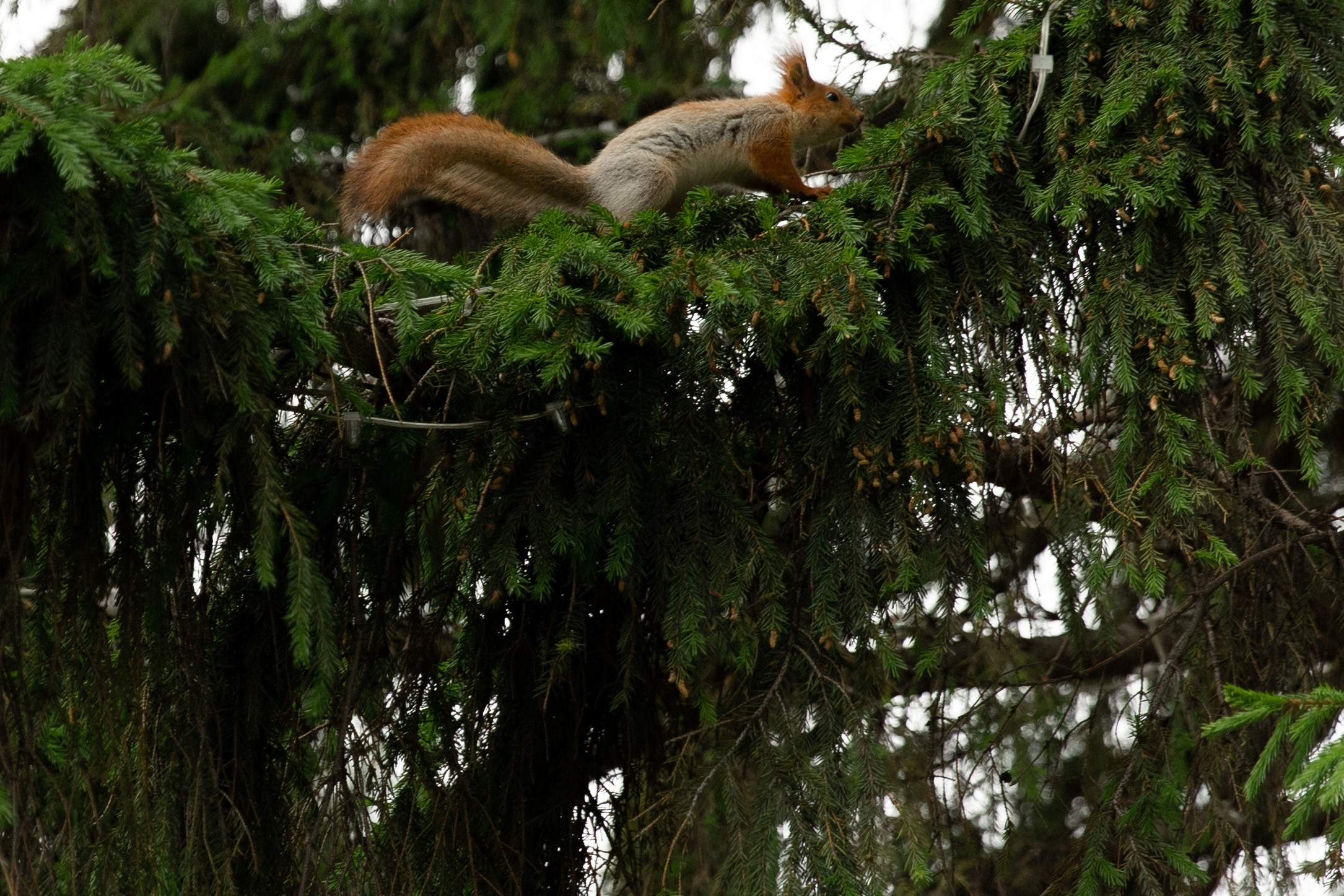 Городок. Фотограф в Новосибирске и Москве