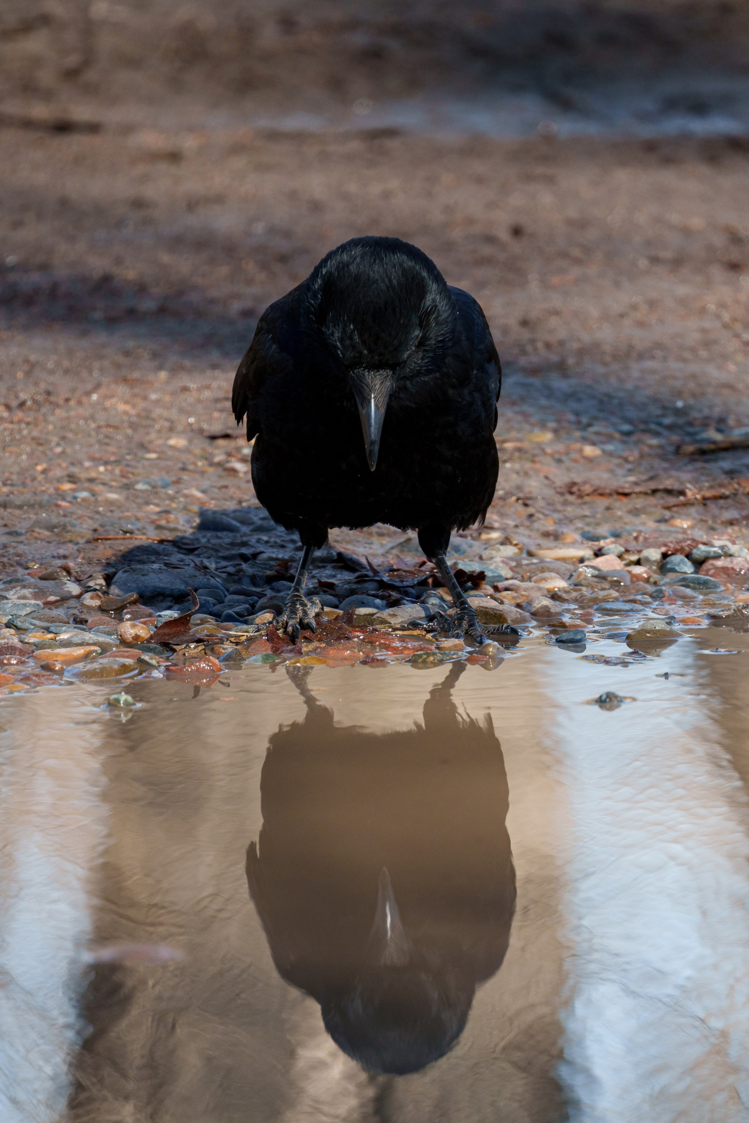 Ворона. Донеал Скнарь — концертный фотограф