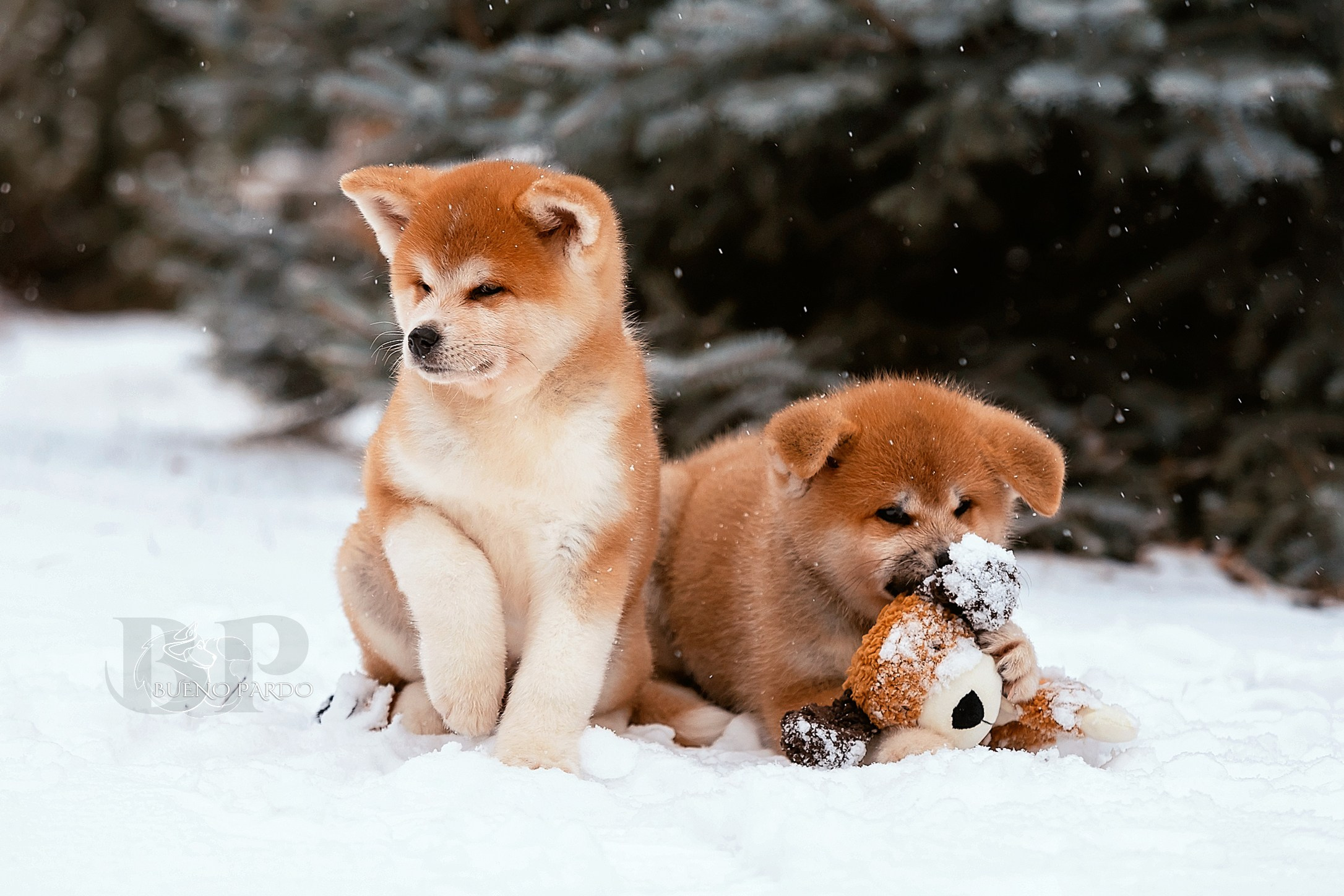 Щенки японской акита ину из питомника. Питомник собак Акита, Хаски, Корги