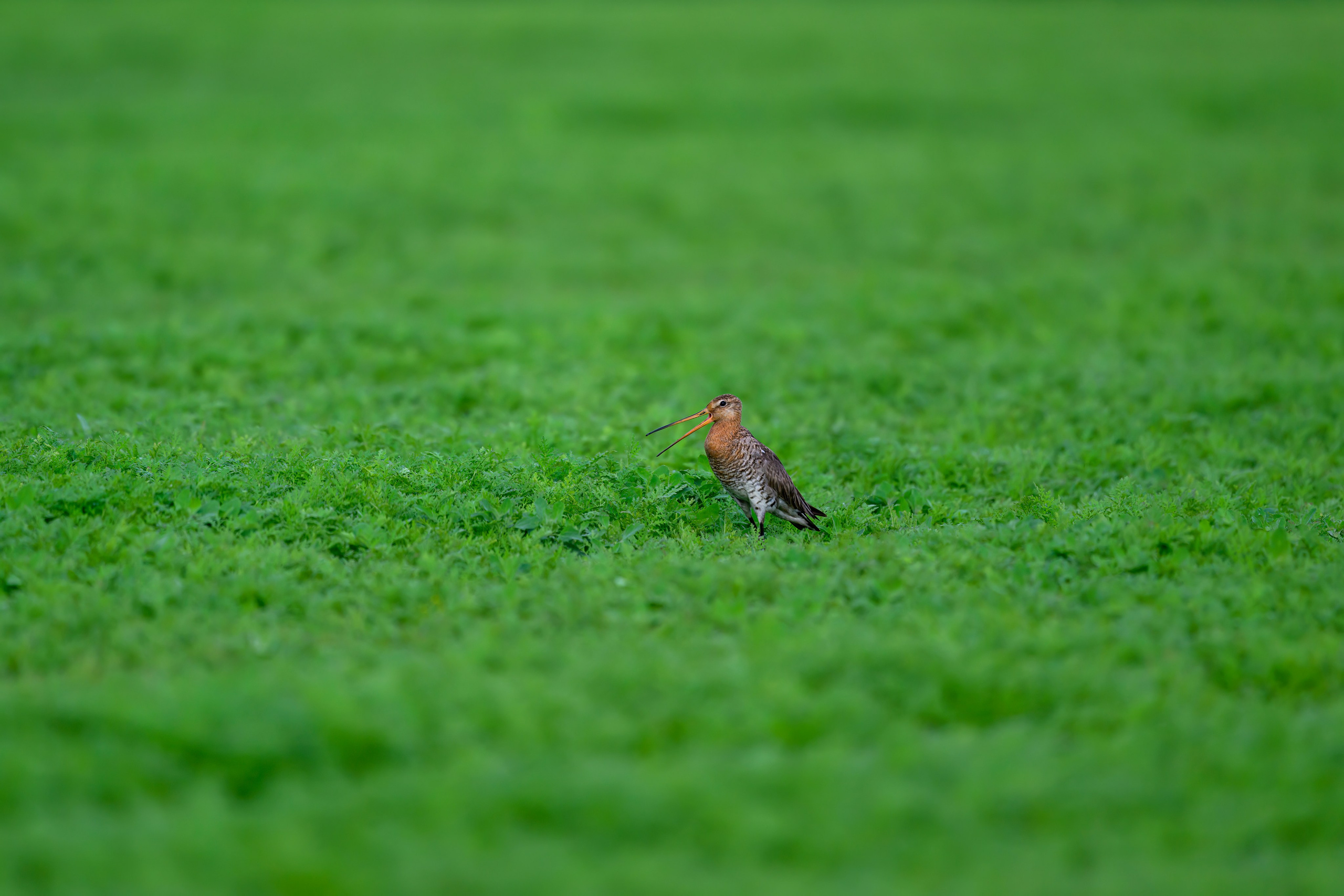 Веретенник и пожар на болоте. Wildlife photography by Sergey Puponin