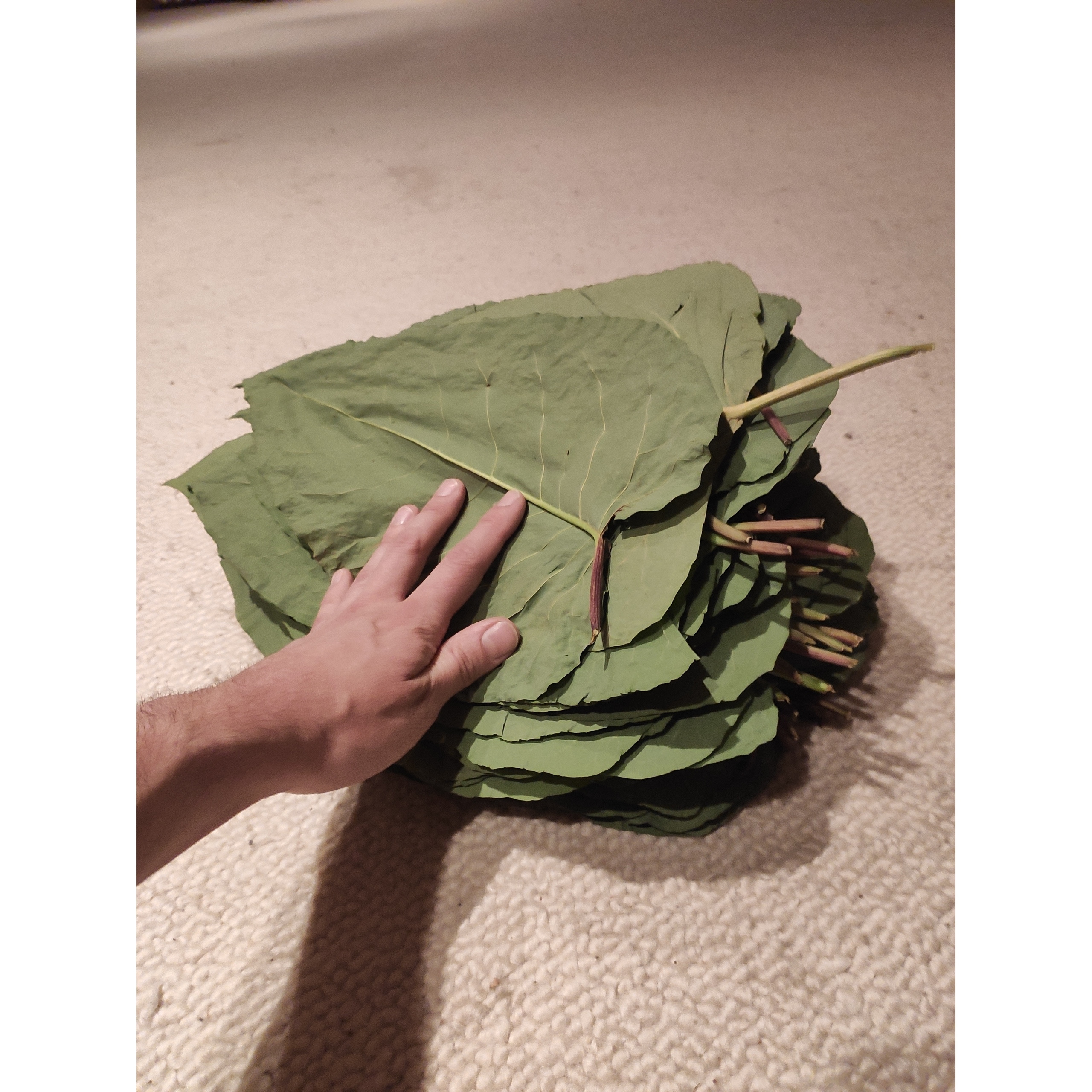 Natural Debt. Igor Tereshkov