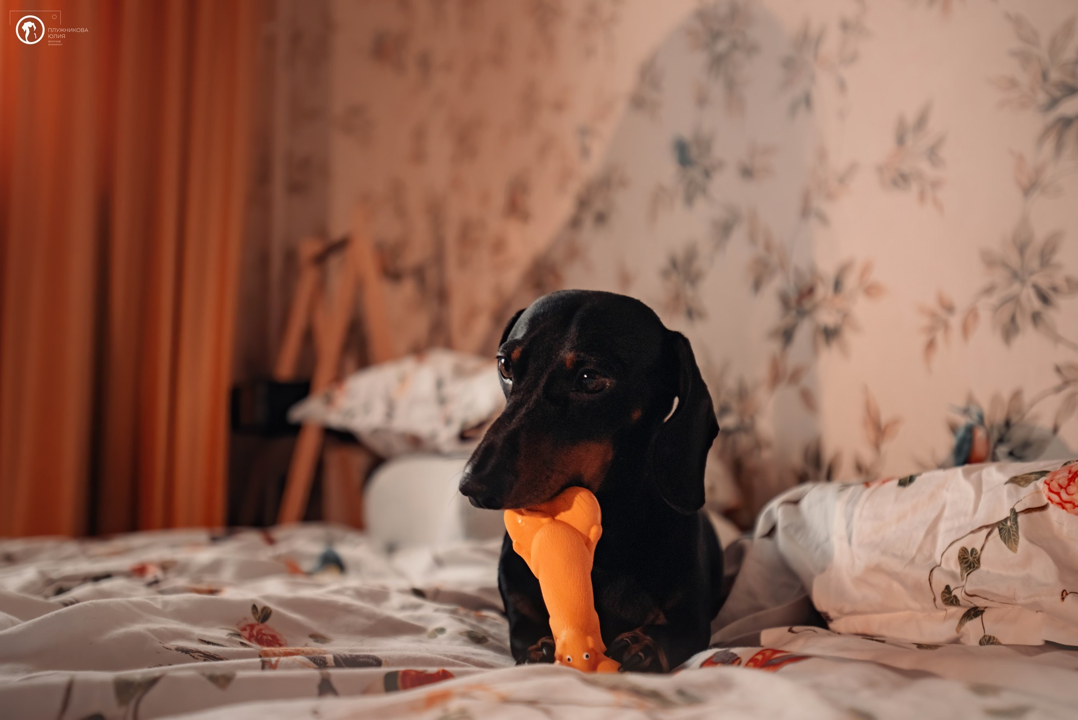 Таня и Грант. Фотограф — анималист Саратов/Москва|Плужникова Юлия