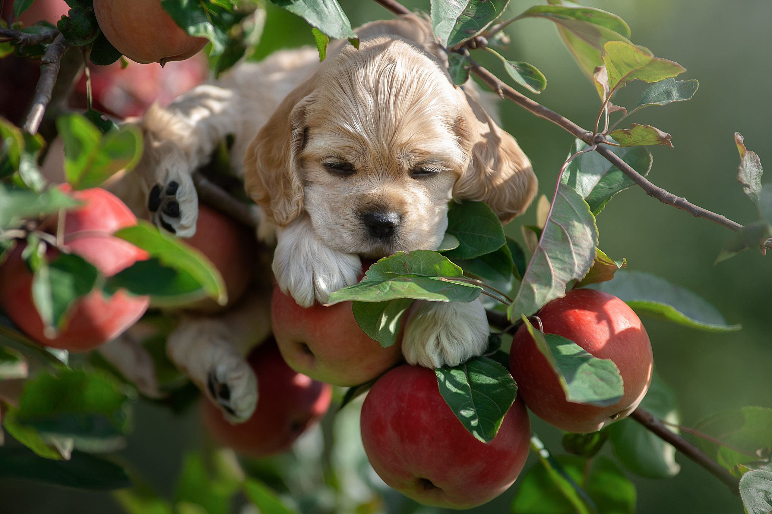 Фотограф анималист в Санкт-Петербурге Светлана Писарева