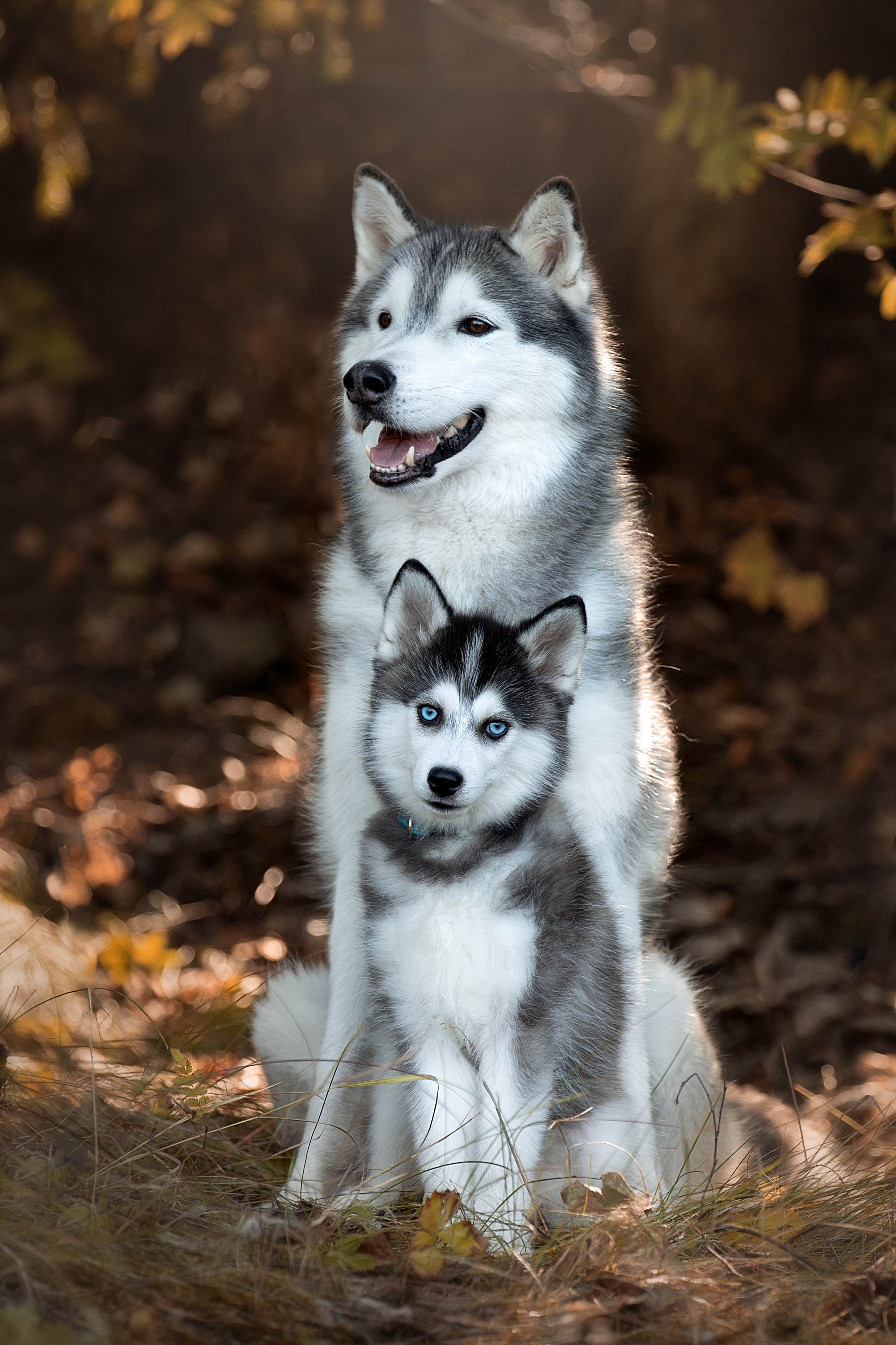 Фотограф анималист в Санкт-Петербурге Светлана Писарева