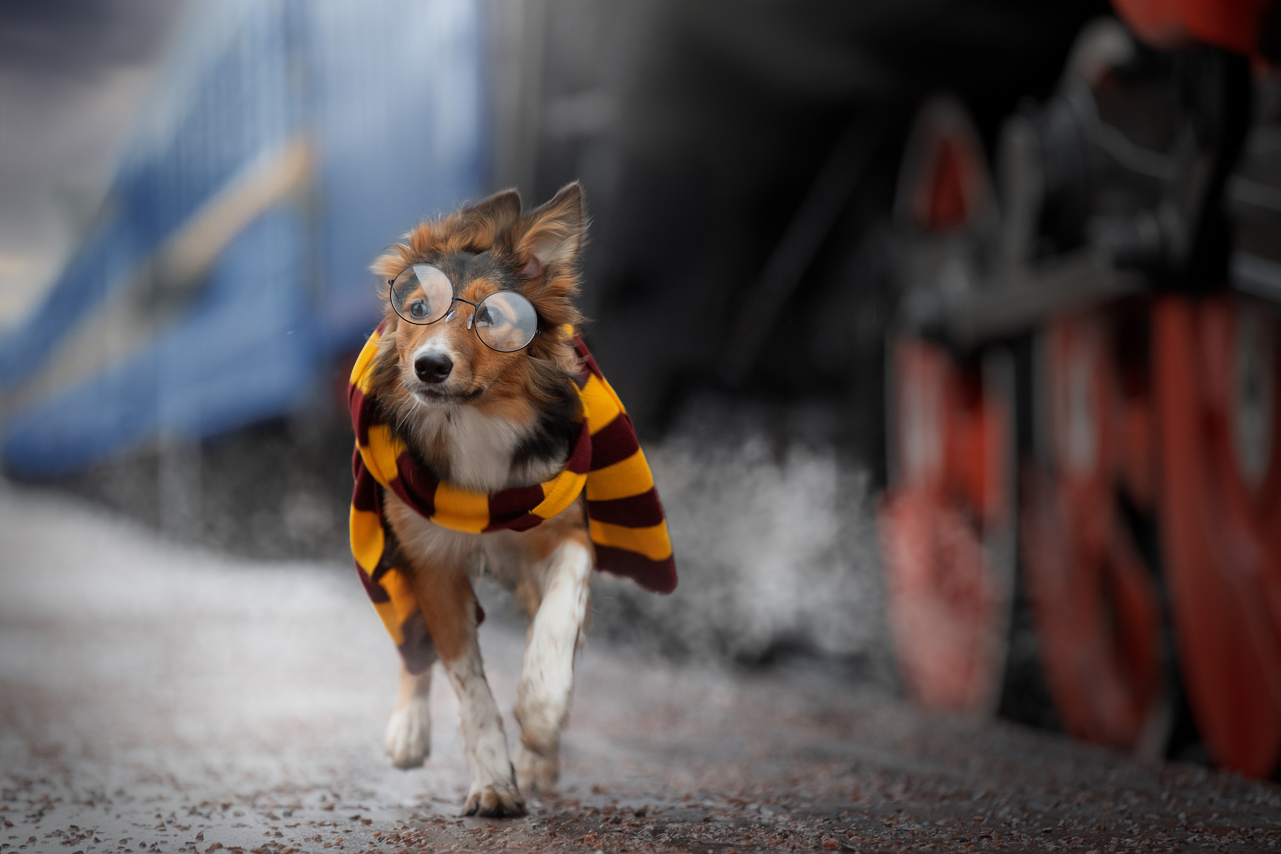 Фотограф анималист в Санкт-Петербурге Светлана Писарева