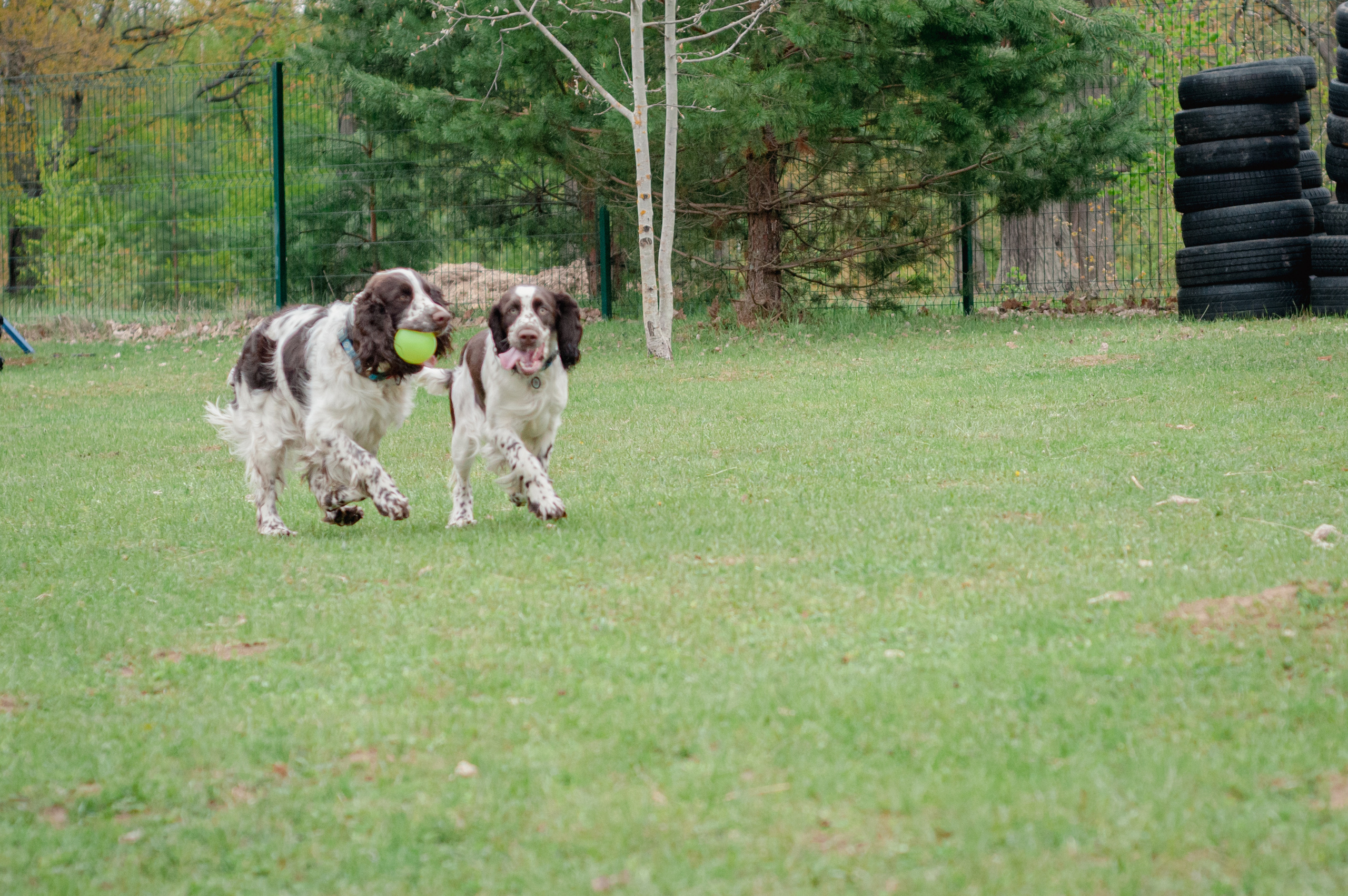 Встреча спаниелей. Мотофотограф в Нижнем Новгороде Динара Зуйкова
