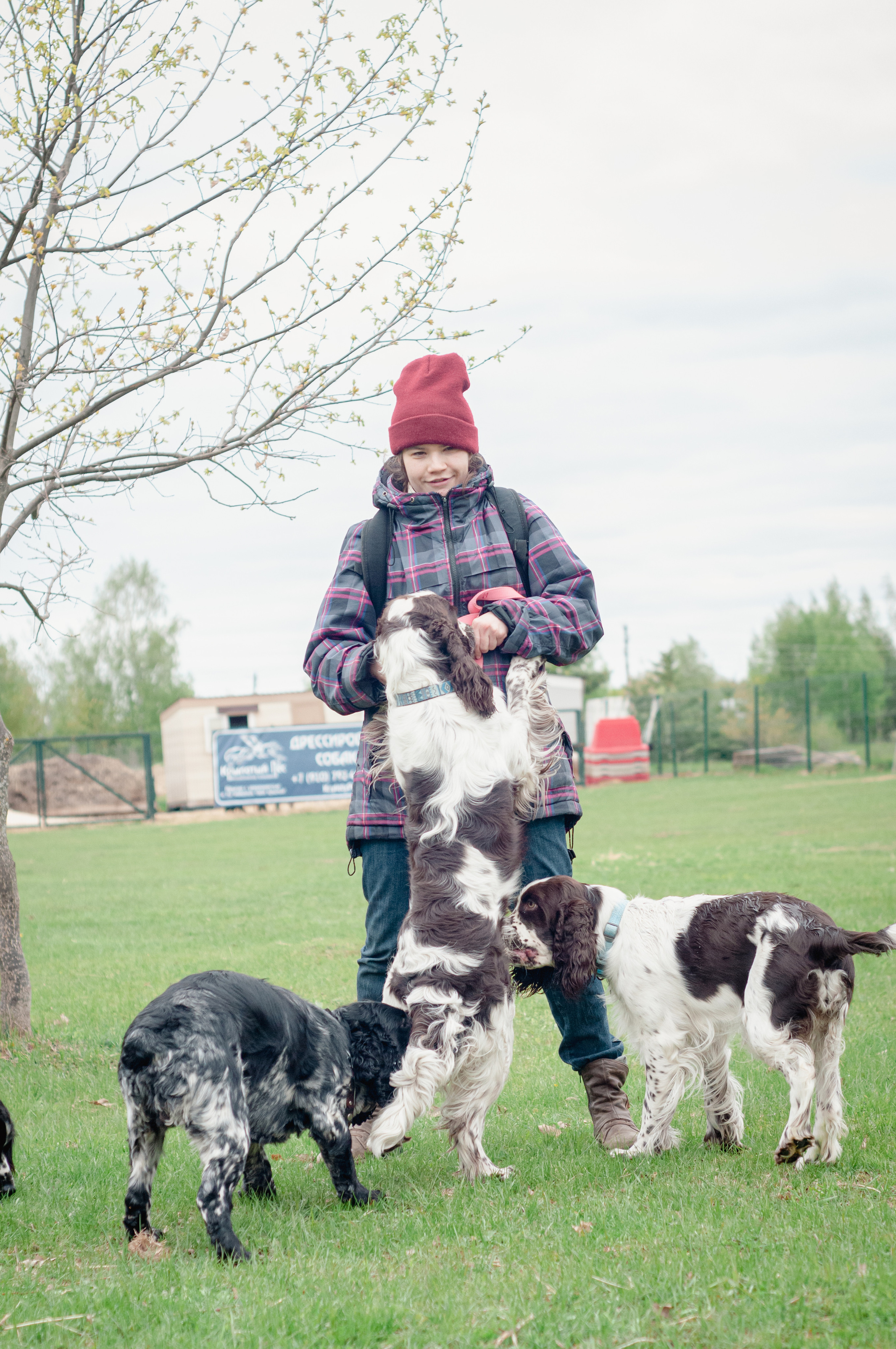 Встреча спаниелей. Мотофотограф в Нижнем Новгороде Динара Зуйкова