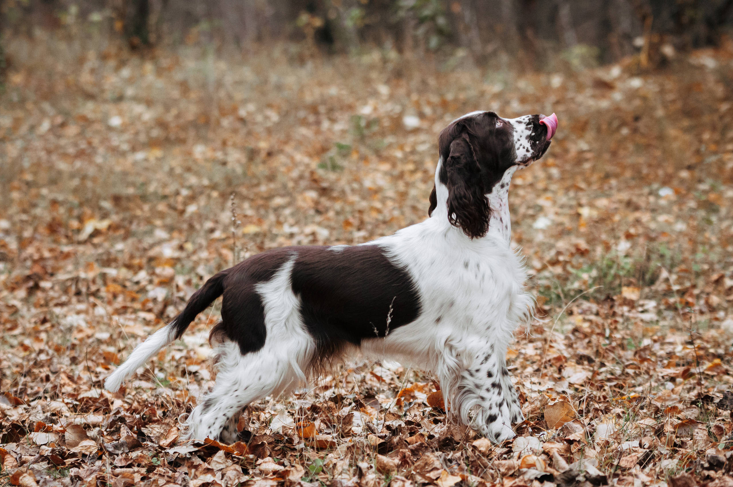 Веста. Мотофотограф в Нижнем Новгороде Динара Зуйкова