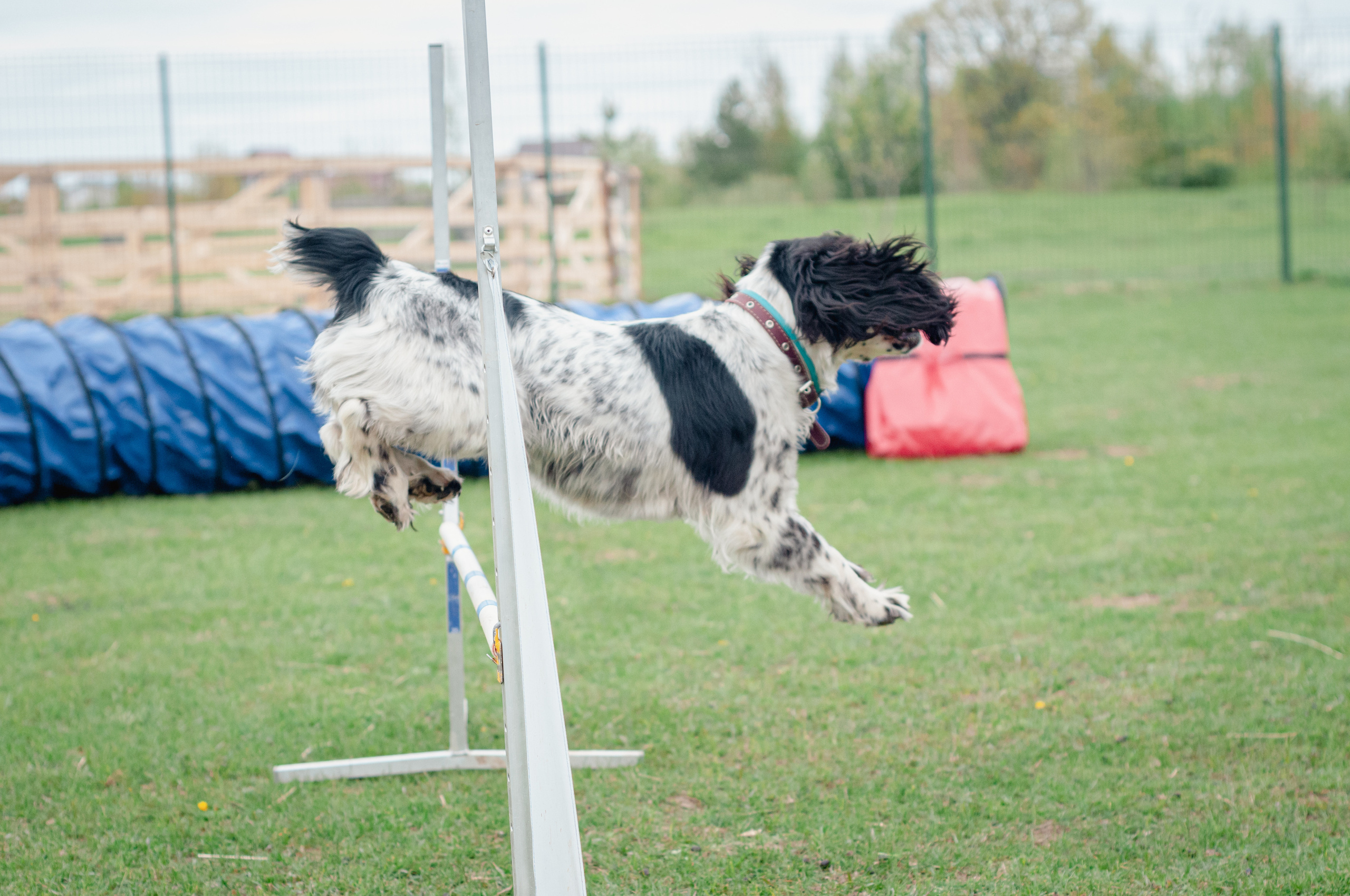 Встреча спаниелей. Мотофотограф в Нижнем Новгороде Динара Зуйкова