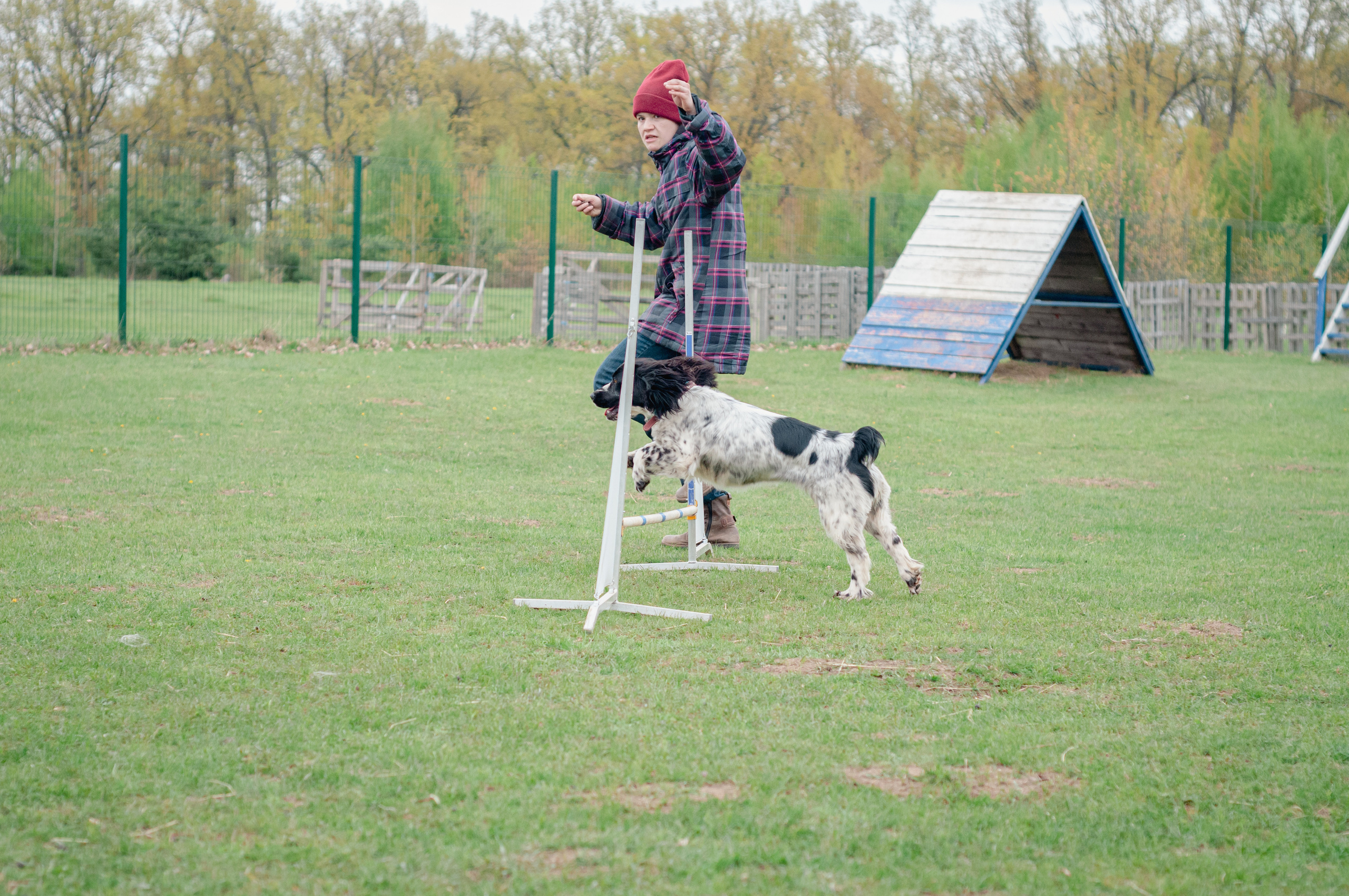 Встреча спаниелей. Мотофотограф в Нижнем Новгороде Динара Зуйкова