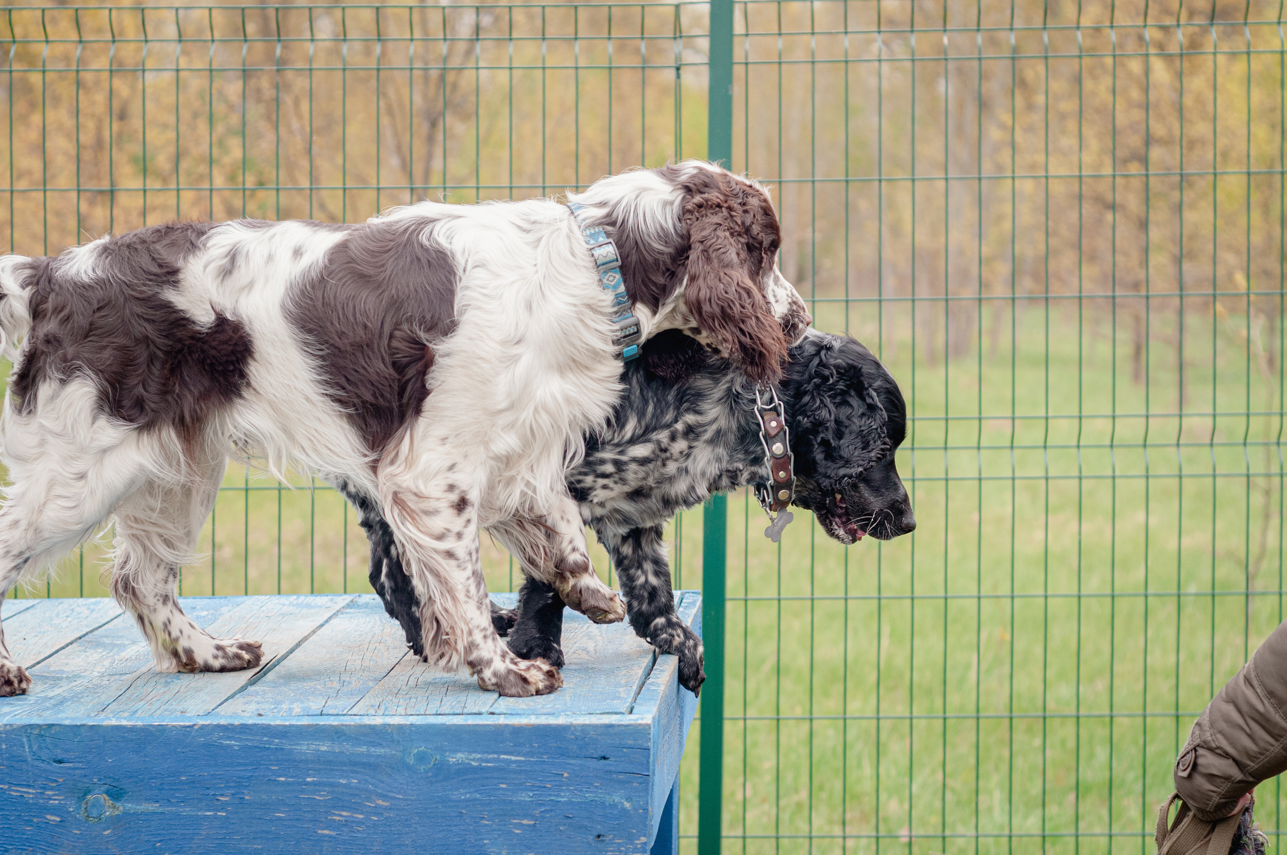 Встреча спаниелей. Мотофотограф в Нижнем Новгороде Динара Зуйкова