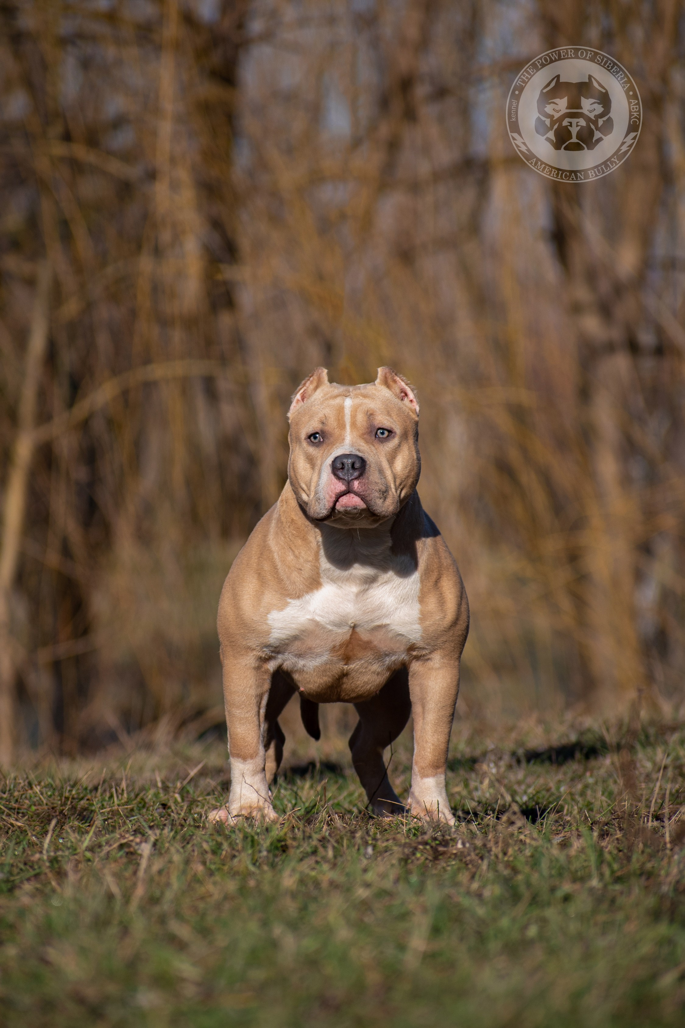 Рокси - молодая сука американский булли стандарт